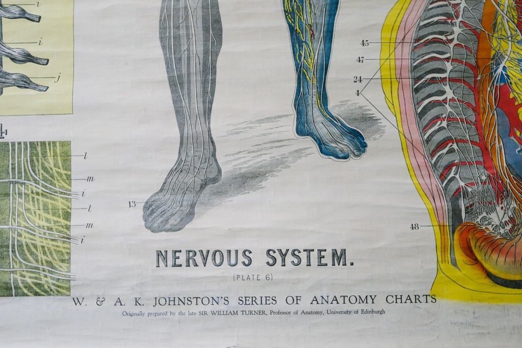 Original Anatomical Vintage British Educational School Wall Chart Nervous System DR Johnston Anatomy Science Beautiful Rare photo for sale