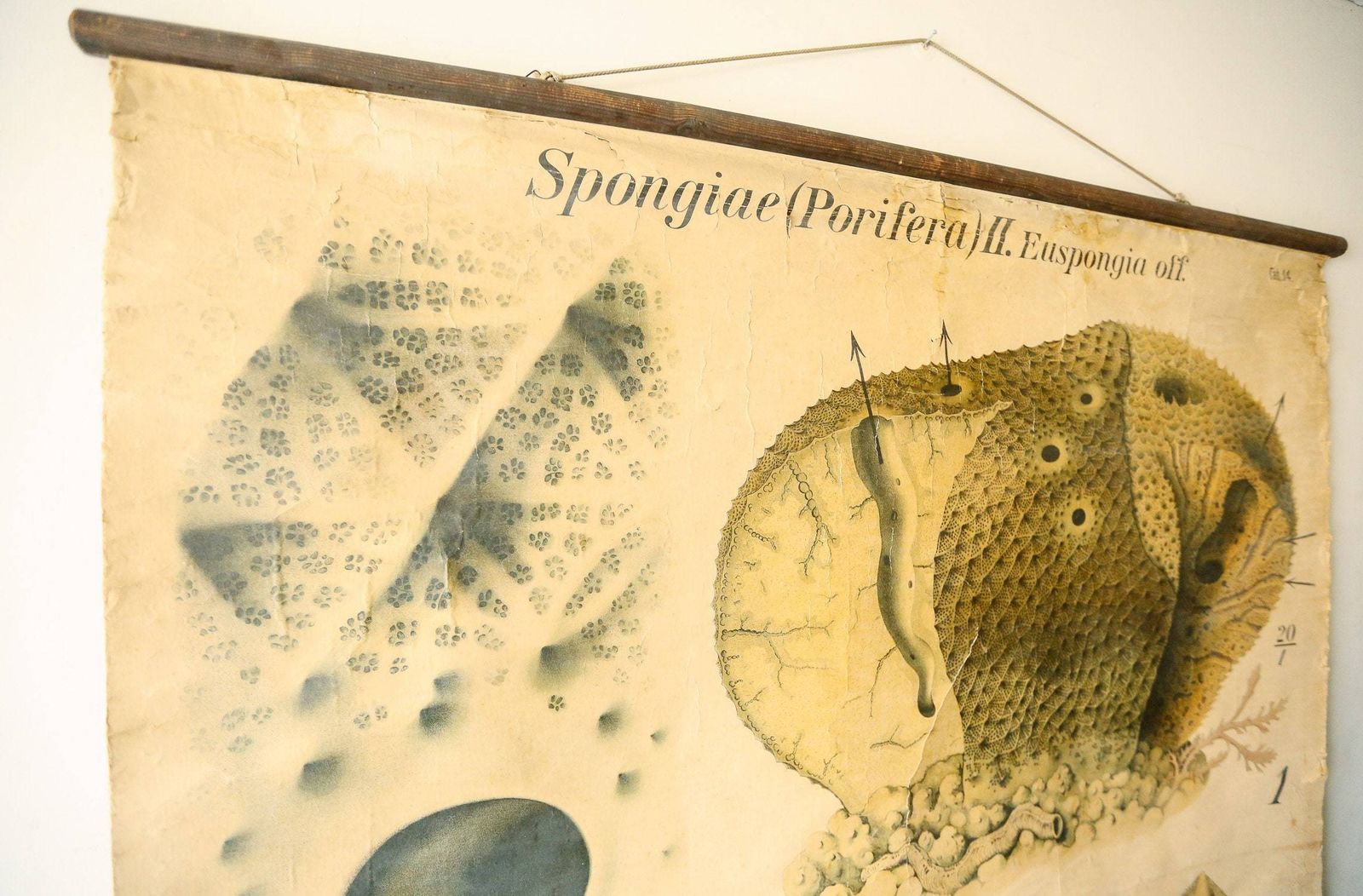 Original Zoological Vintage German School Wall Chart Sea Sponge Sponigae Porifera Marine Biology Rare Paul Pfurtscheller photo furniture