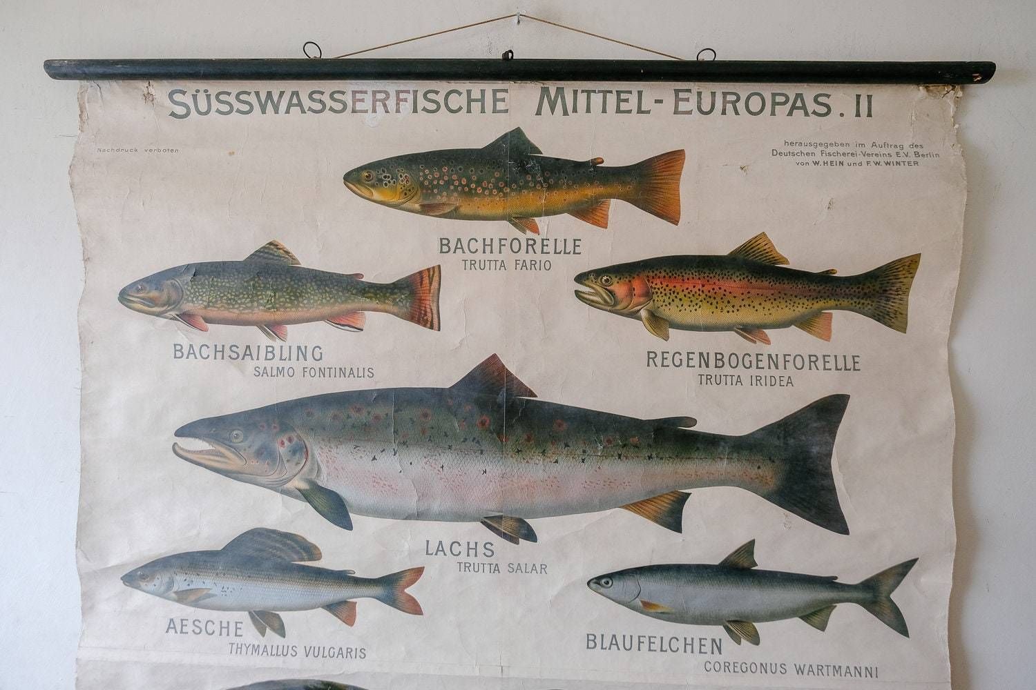 Huge Original Zoological Vintage German School Wall Chart European Freshwater Fish Zoology Marine Biology Beautiful Rare Hein Winter photo for sale