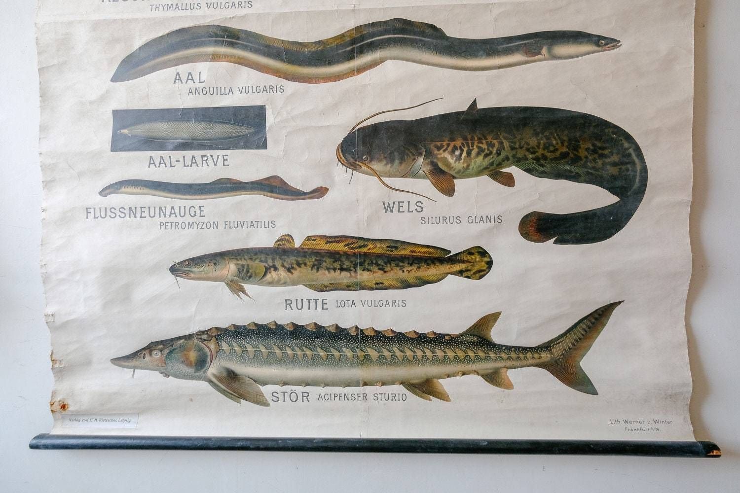 Huge Original Zoological Vintage German School Wall Chart European Freshwater Fish Zoology Marine Biology Beautiful Rare Hein Winter photo 388.0