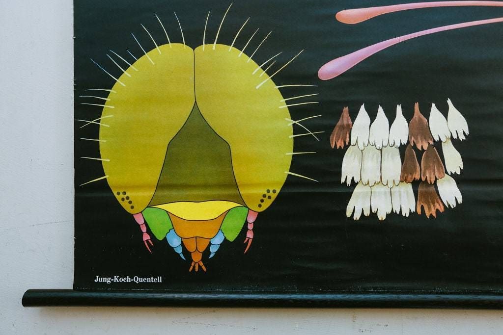 Original Zoological Vintage German School Wall Chart White Cabbage Butterfly Zoology Beautiful Rare Jung Koch Quentell photo furniture