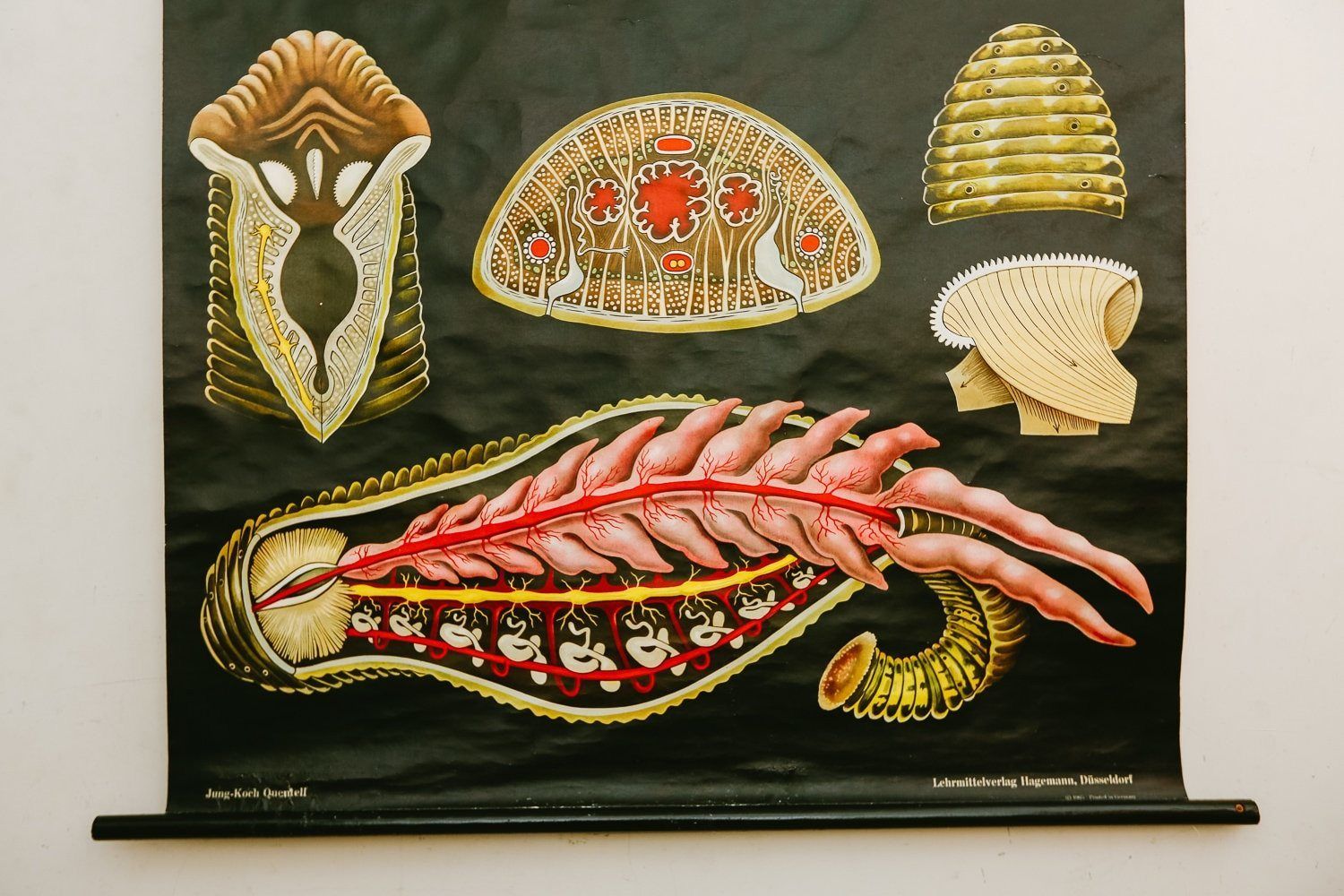 Original Zoological Vintage German School Wall Chart Worm Leech Zoology Beautiful Rare Jung Koch Quentell photo furniture