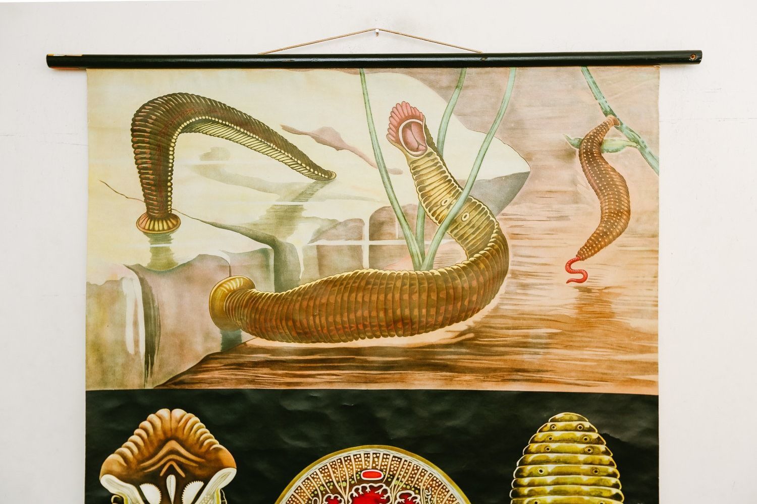 Original Zoological Vintage German School Wall Chart Worm Leech Zoology Beautiful Rare Jung Koch Quentell photo for sale