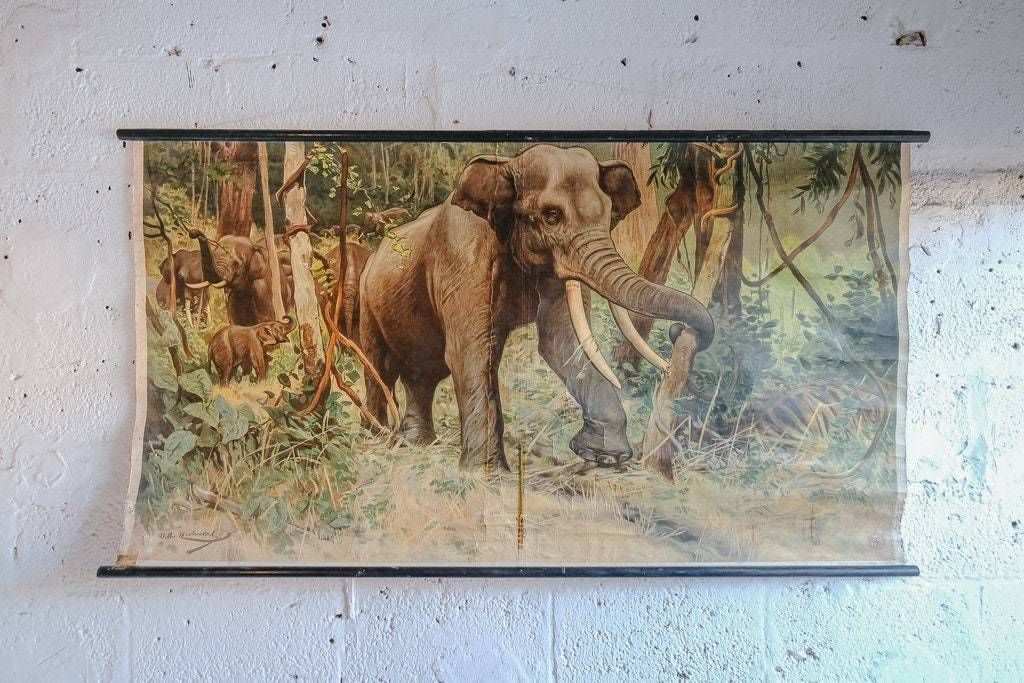 Original Antique Zoological Vintage German School Wall Chart Elephant Study Anatomy Zoology Beautiful