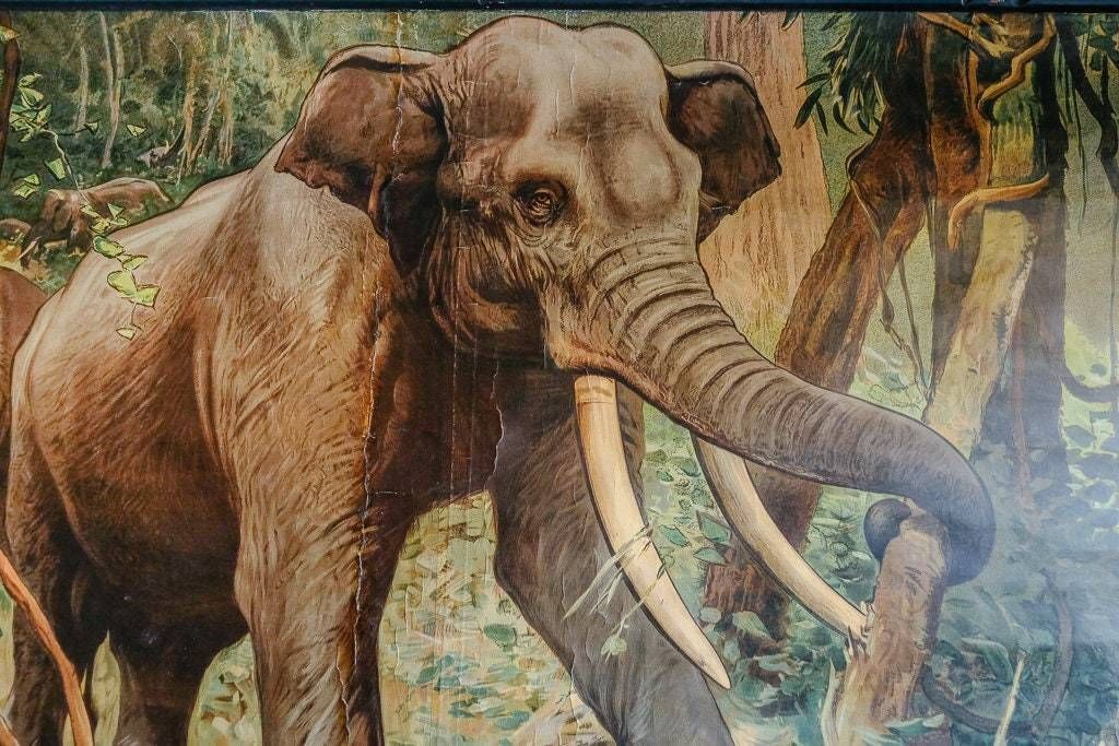 Original Antique Zoological Vintage German School Wall Chart Elephant Study Anatomy Zoology Beautiful photo for sale
