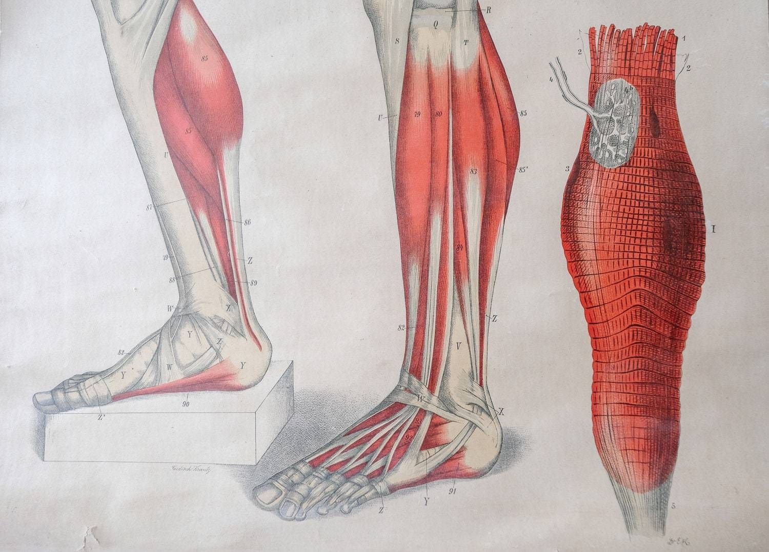 Original Anatomical Vintage German Educational School Wall Chart Musculature Muscles System Full Length Anatomy Science Beautiful Rare photo Art