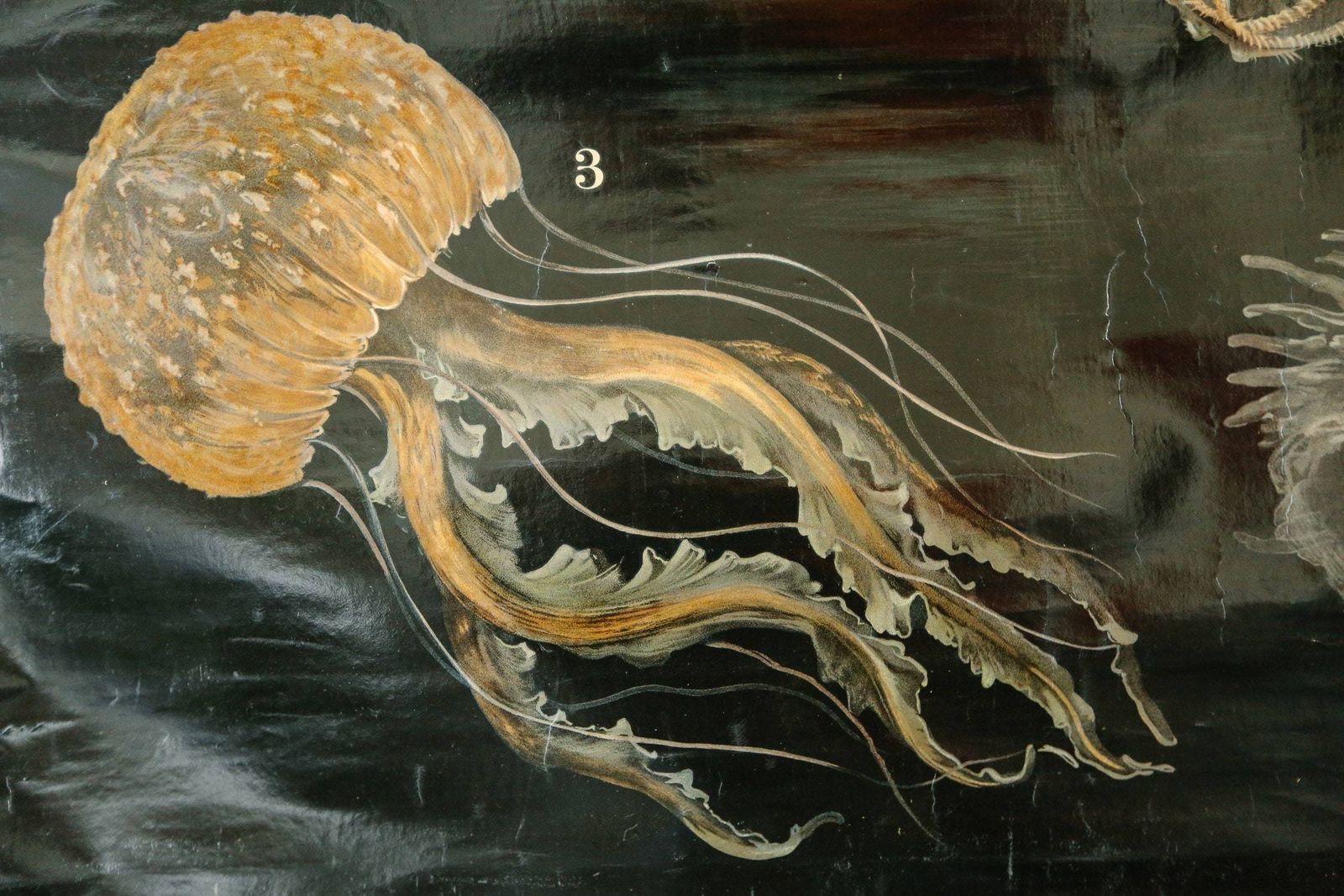 Original Antique Zoological Vintage German School Wall Chart Jellyfish Jelly Fish Zoology Beautiful Rare Paul Flanderky photo furniture