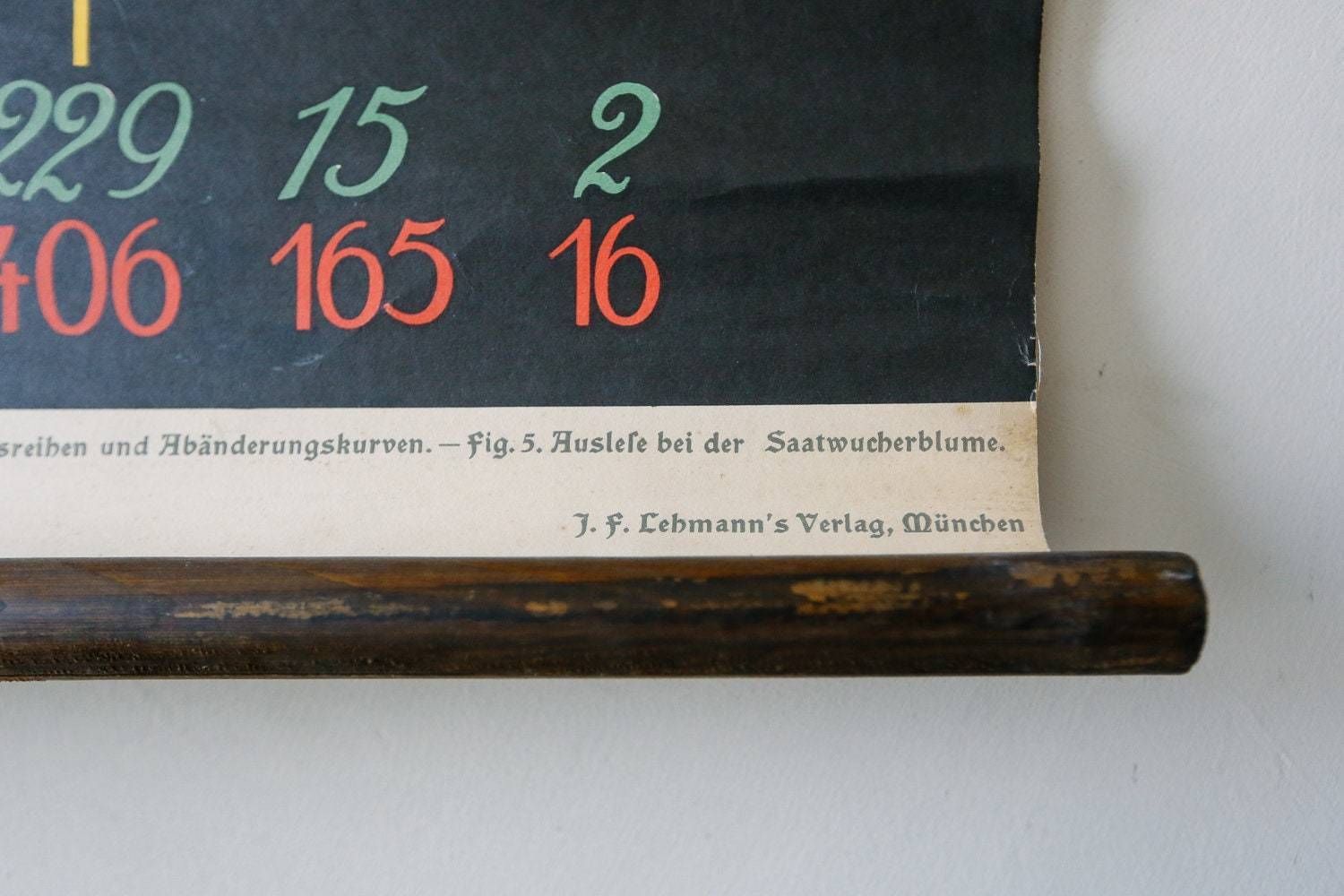 Original Antique Botanical Vintage German School Wall Chart Flower Inheritance Plant Biology Flowers Botany Beautiful Rare photo furniture