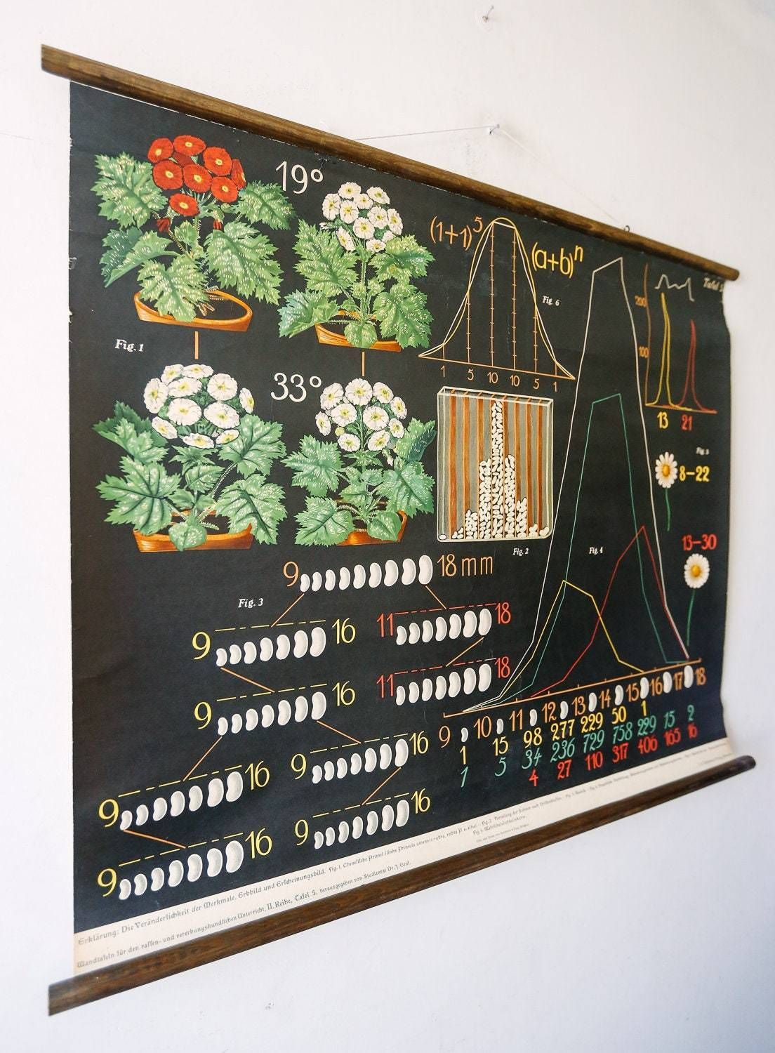 Original Antique Botanical Vintage German School Wall Chart Flower Inheritance Plant Biology Flowers Botany Beautiful Rare photo for sale