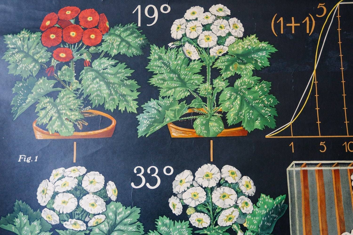Original Antique Botanical Vintage German School Wall Chart Flower Inheritance Plant Biology Flowers Botany Beautiful Rare photo vinterior