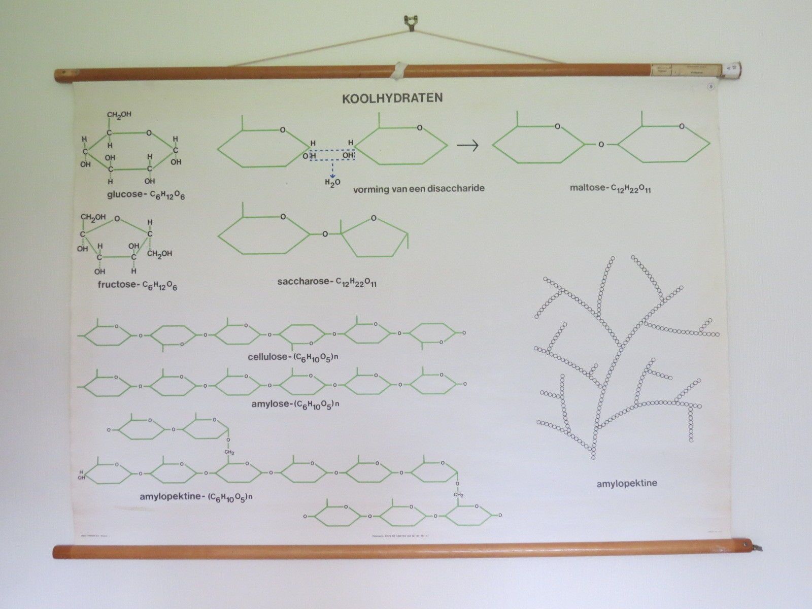 Vintage Roll Down Medical School Biochemistry Chart Of Carbohydrates Structure