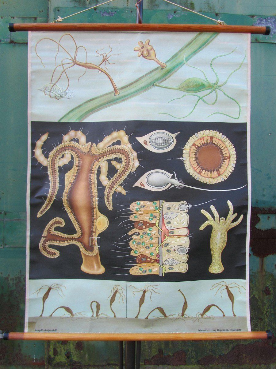 Freshwater Polyp School Wall Chart From Hagemann / Jung Koch Quintell, 1960s