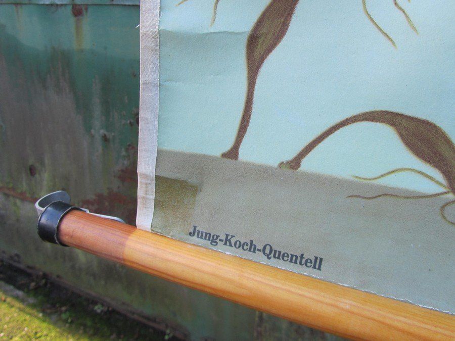 Freshwater Polyp School Wall Chart From Hagemann / Jung Koch Quintell, 1960s photo buy