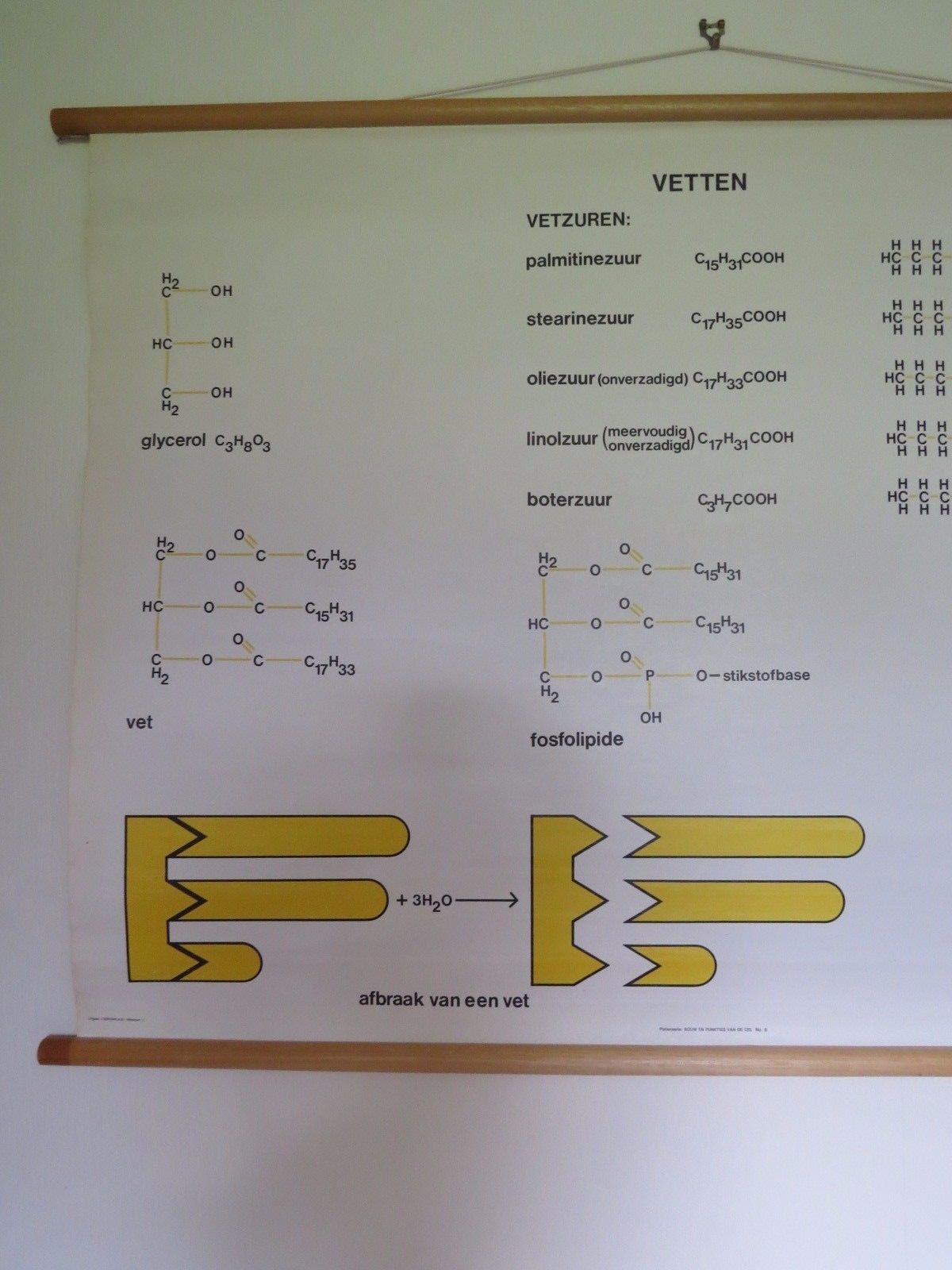 Vintage Roll Down Medical School Biochemistry Chart Of The Structure Of Fats photo furniture