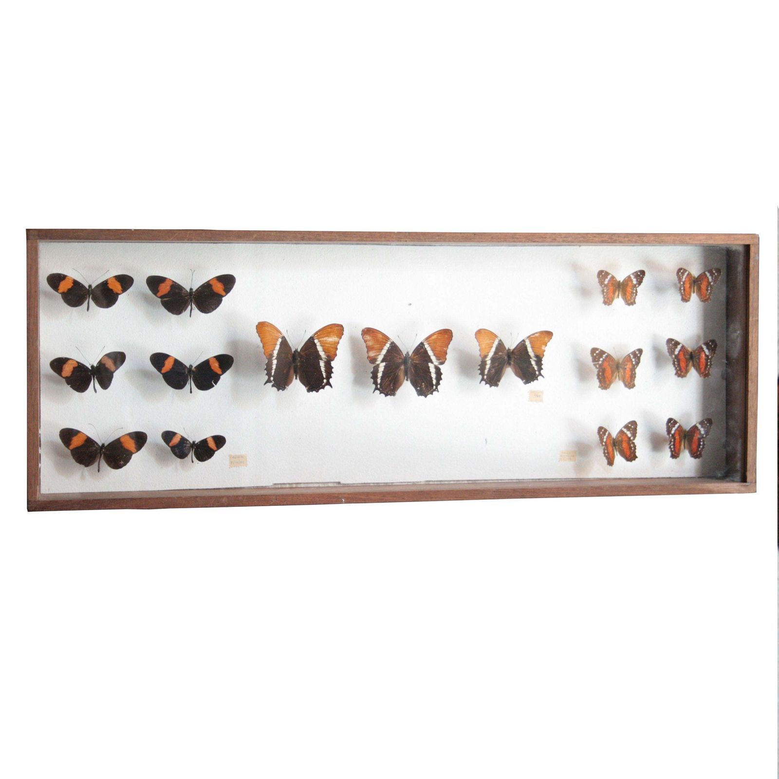 Antique Butterfly Collection Glass Shadow Box Wall Decoration, Spain, 1970 photo furniture