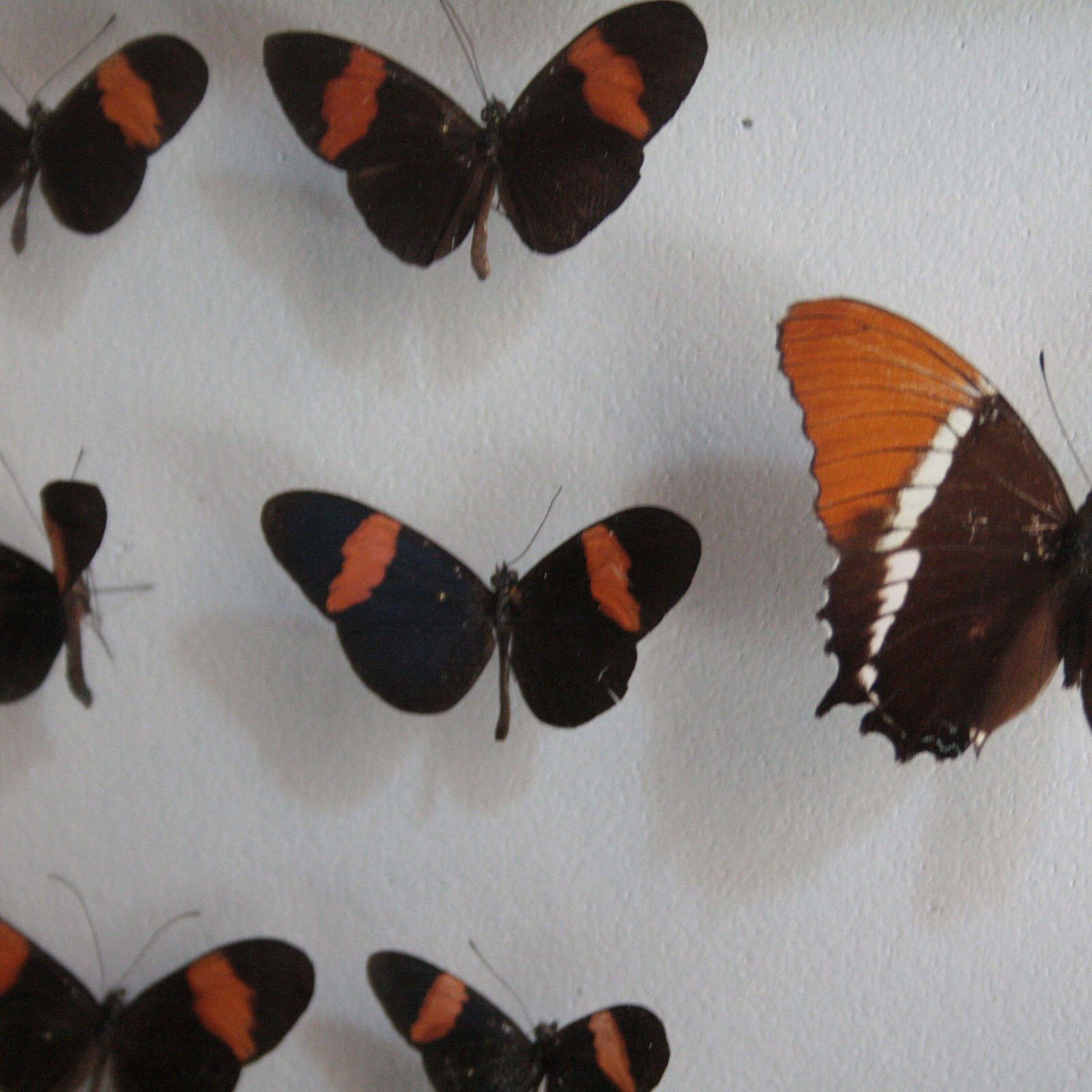 Antique Butterfly Collection Glass Shadow Box Wall Decoration, Spain, 1970 photo Art