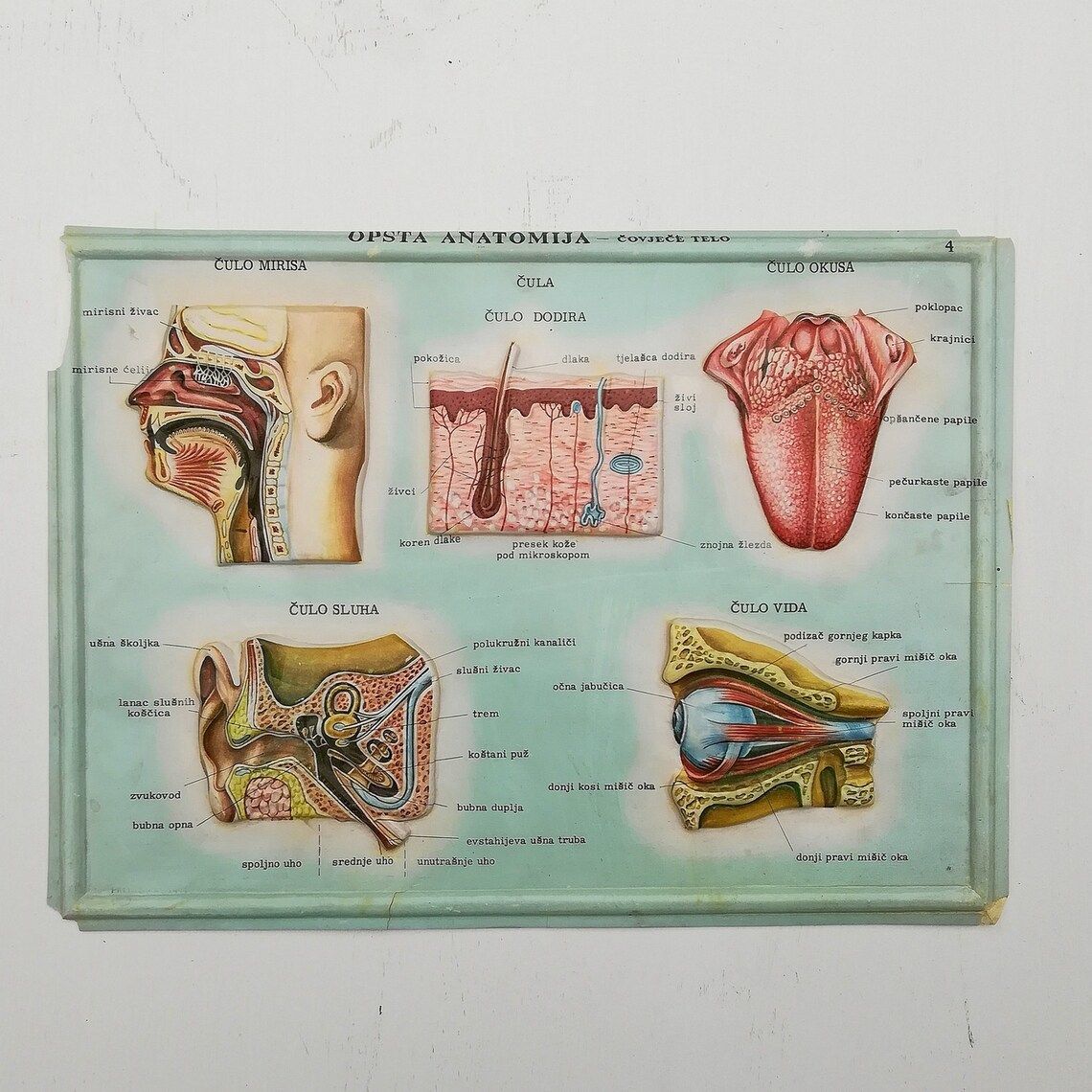 Set Of 4 Medical School Posters 1960s Medical Sign Anatomy Board Plastic Plate Yugoslavia photo 138.0