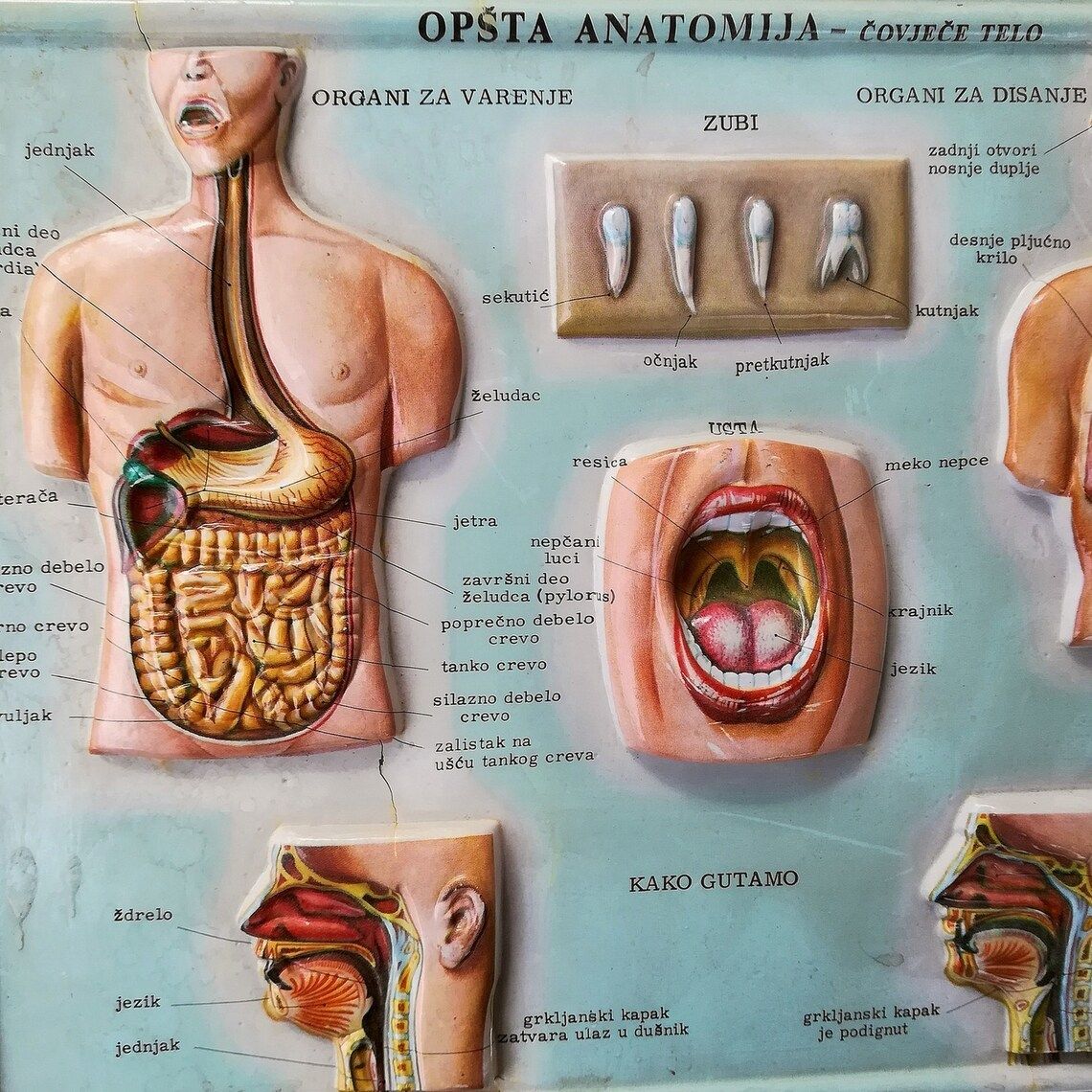 Set Of 4 Medical School Posters 1960s Medical Sign Anatomy Board Plastic Plate Yugoslavia photo vinterior
