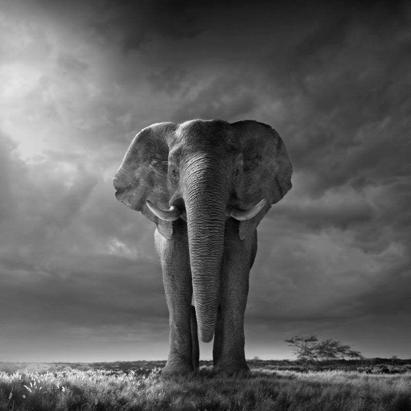 "Africa, African Elephant In Savannah" By Chris Clor