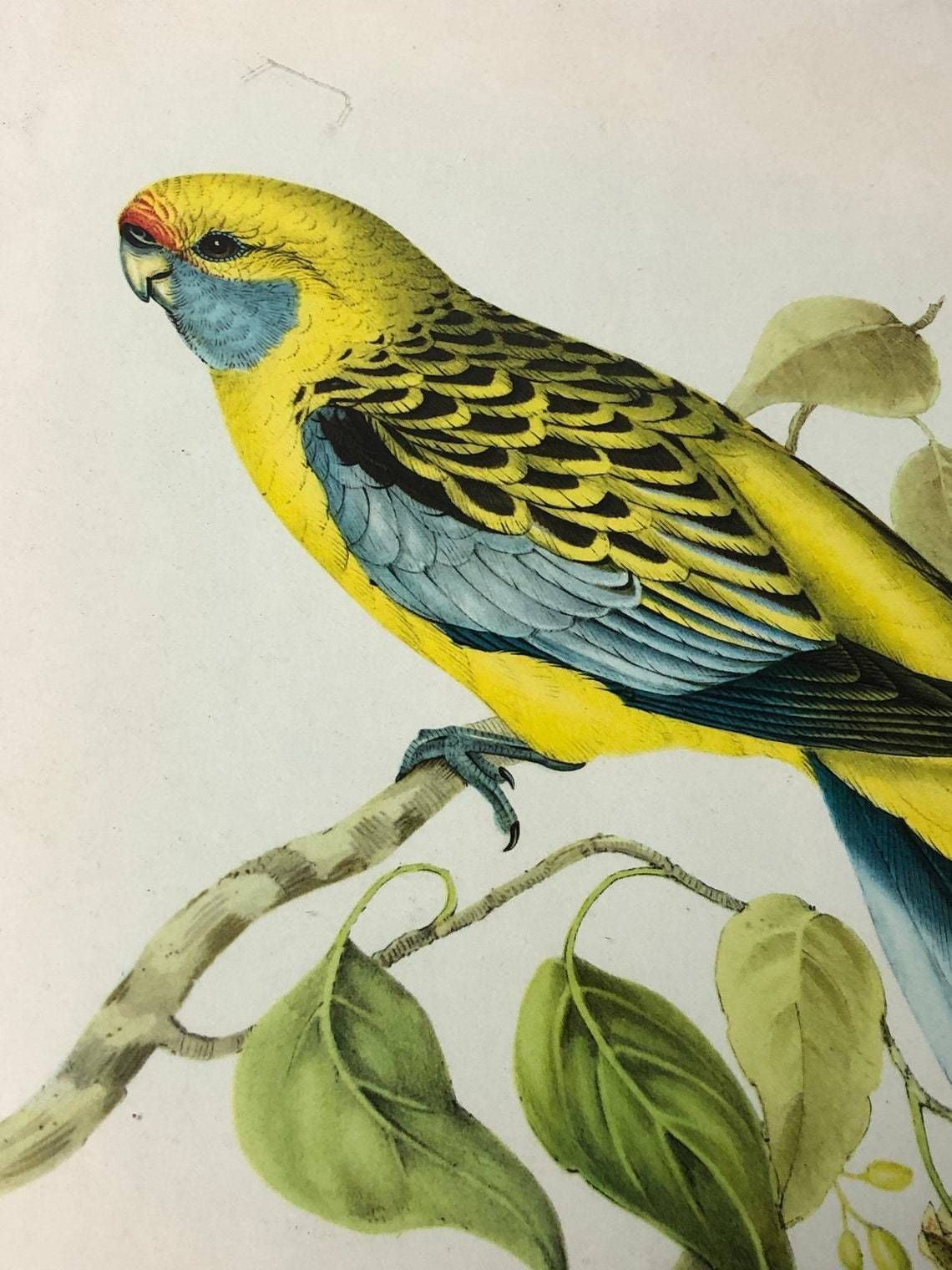 Gould’s Lithograph Tropical Birds Platycercus Flaveolus Coloured Print   1955 Yellow Rosella Shabby Chic Frame (Bb) photo for sale