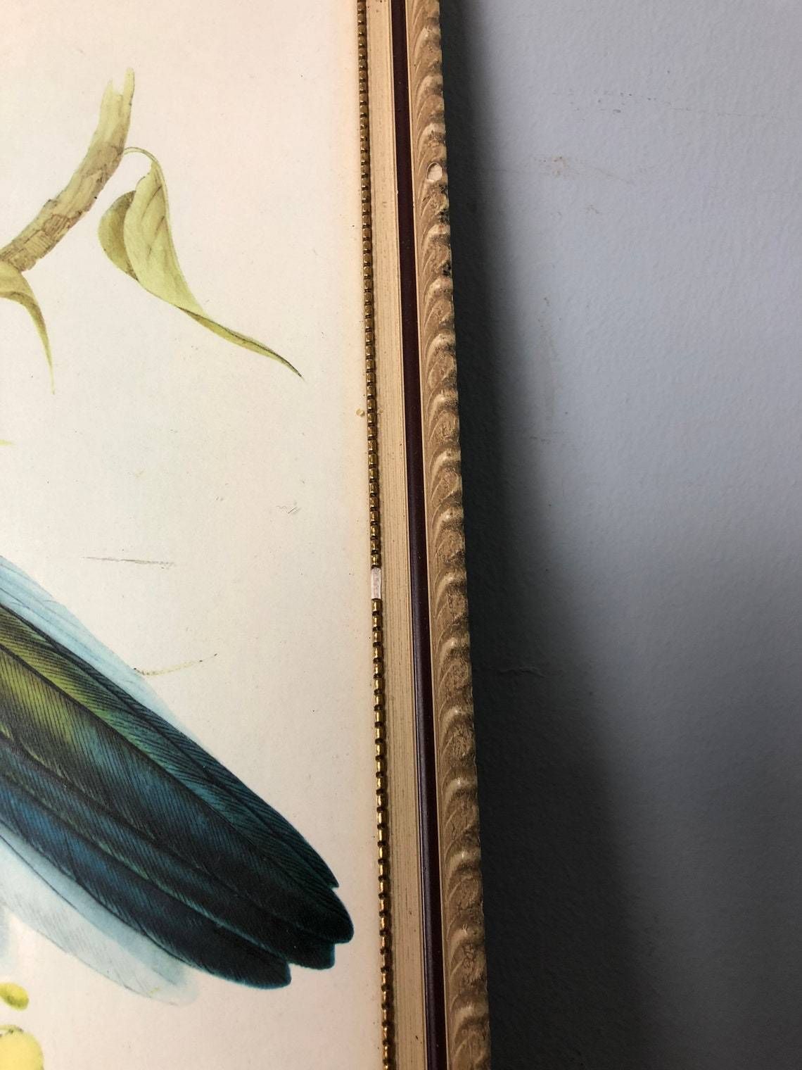 Gould’s Lithograph Tropical Birds Platycercus Flaveolus Coloured Print   1955 Yellow Rosella Shabby Chic Frame (Bb) photo Art