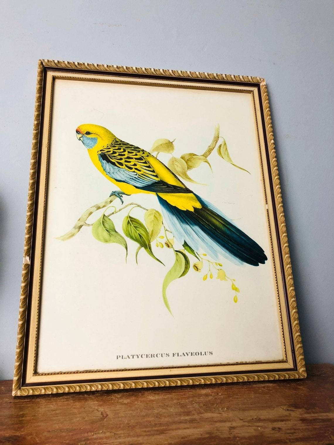 Gould’s Lithograph Tropical Birds Platycercus Flaveolus Coloured Print   1955 Yellow Rosella Shabby Chic Frame (Bb) photo 63.0