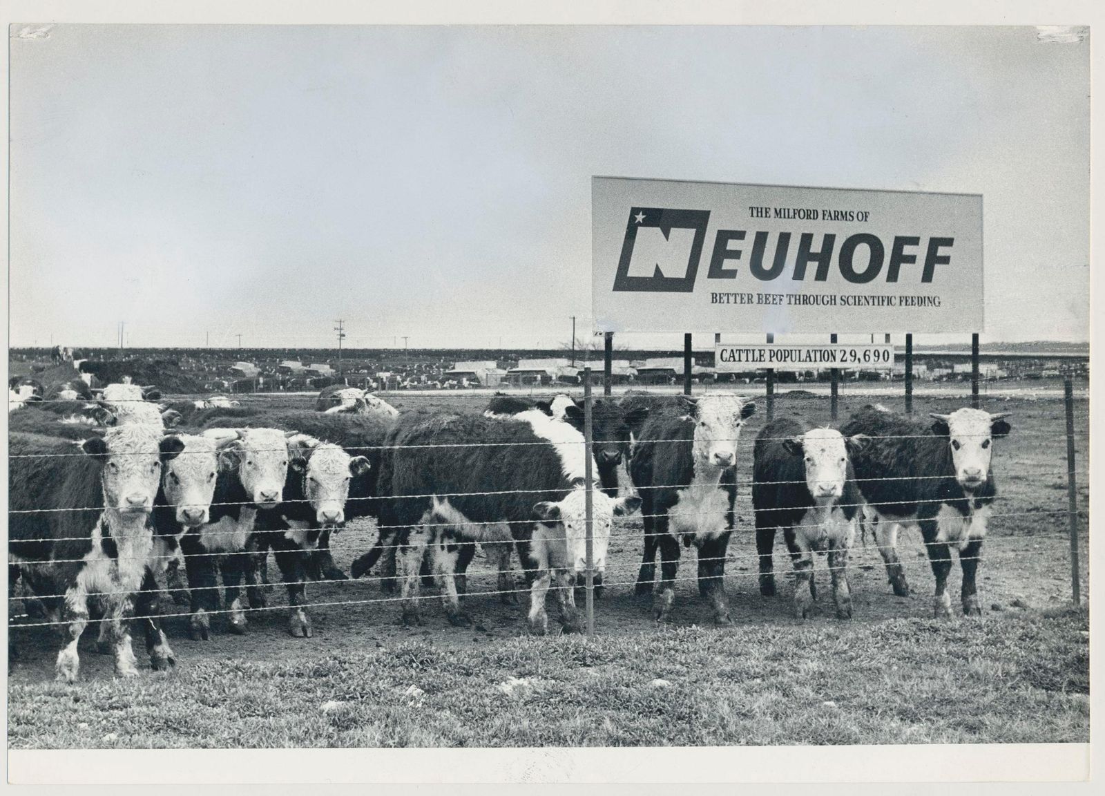 Cows, Black And White Photography