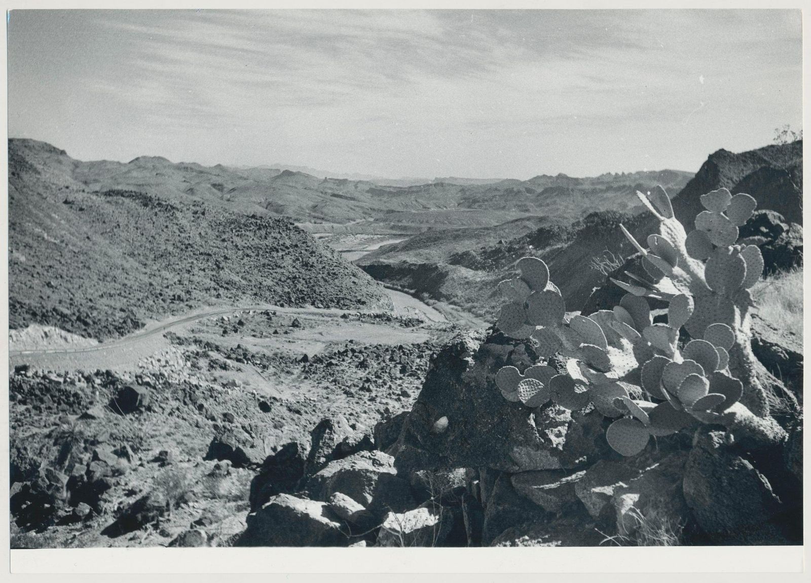 Cacti Rio Grande Black And White USA 1960s