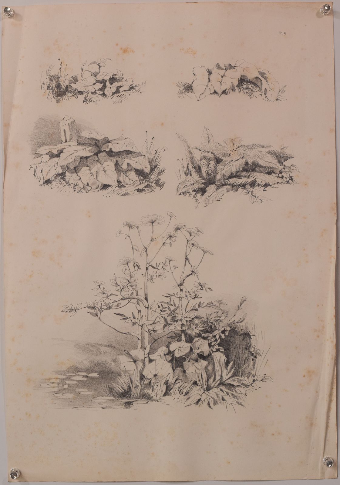 photo vinterior Set Of 11 Pencil Studies Of Nature