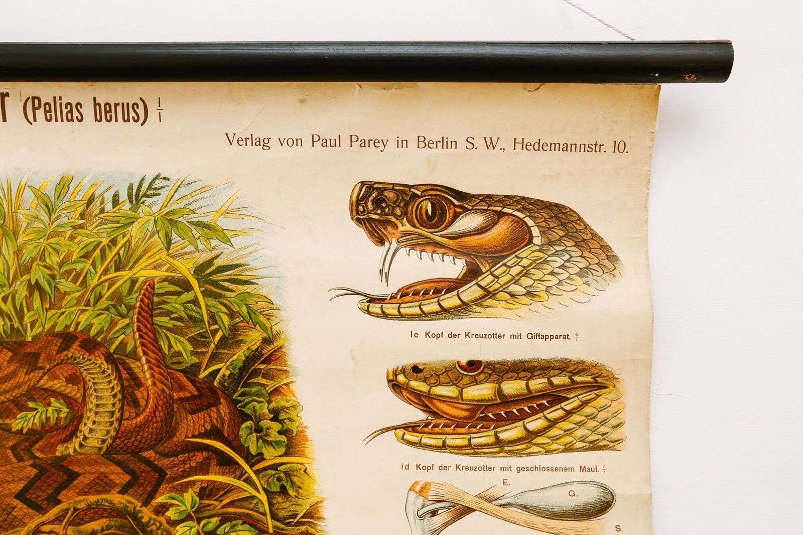 Original Zoological Antique Vintage German School Chalk Wall Chart Snake Adder Zoology Beautiful Rare DR Paul Parey photo Art