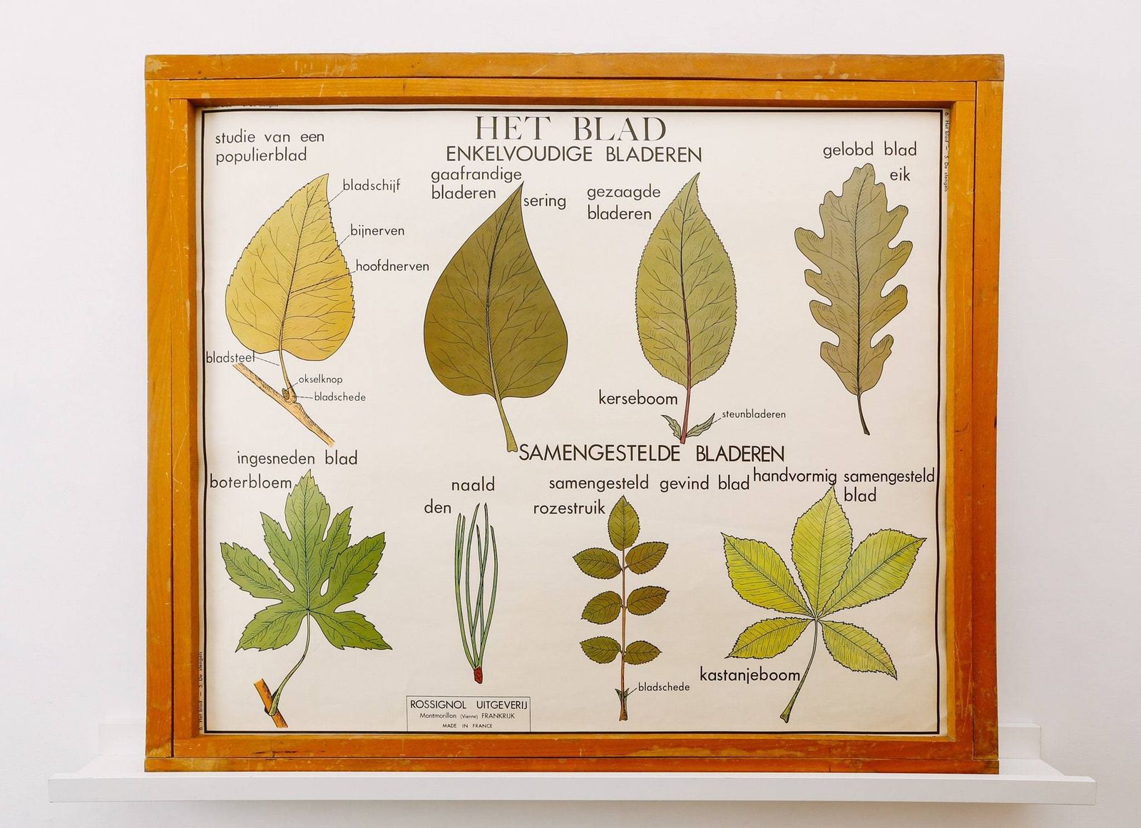Original Double Sided Botanical Vintage Mid Century Flemish School Wall Chart Leaves The Plant Stem Botany Beautiful Rare Rossingnol