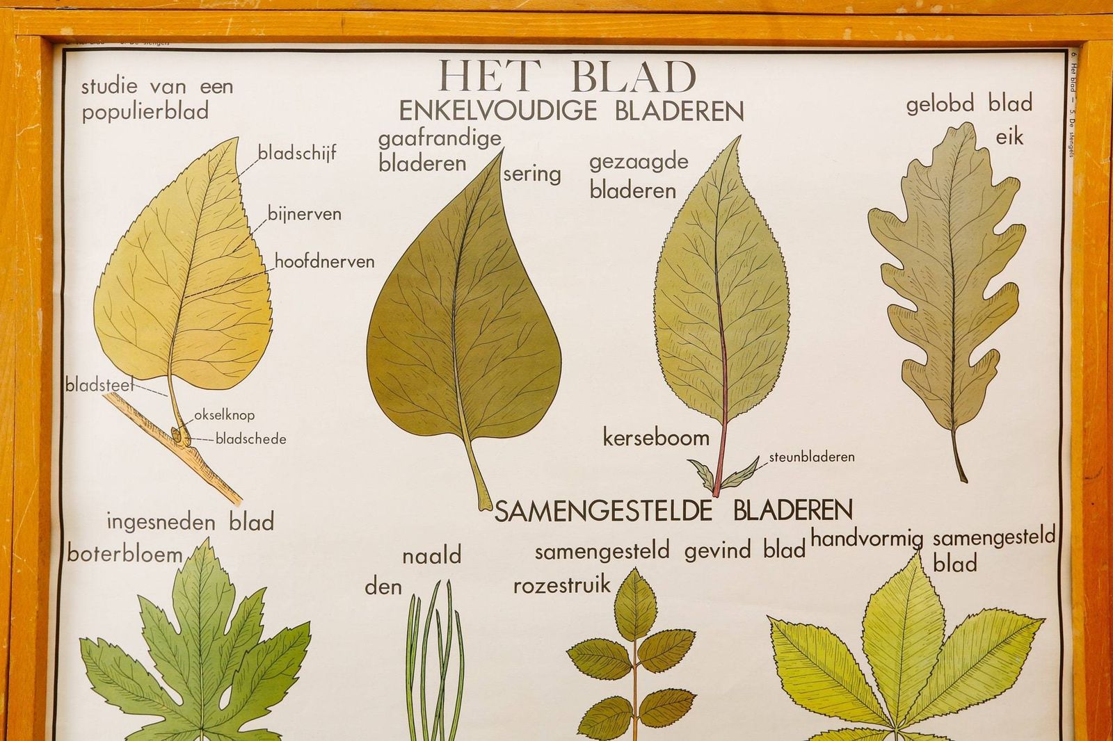 Original Double Sided Botanical Vintage Mid Century Flemish School Wall Chart Leaves The Plant Stem Botany Beautiful Rare Rossingnol photo furniture