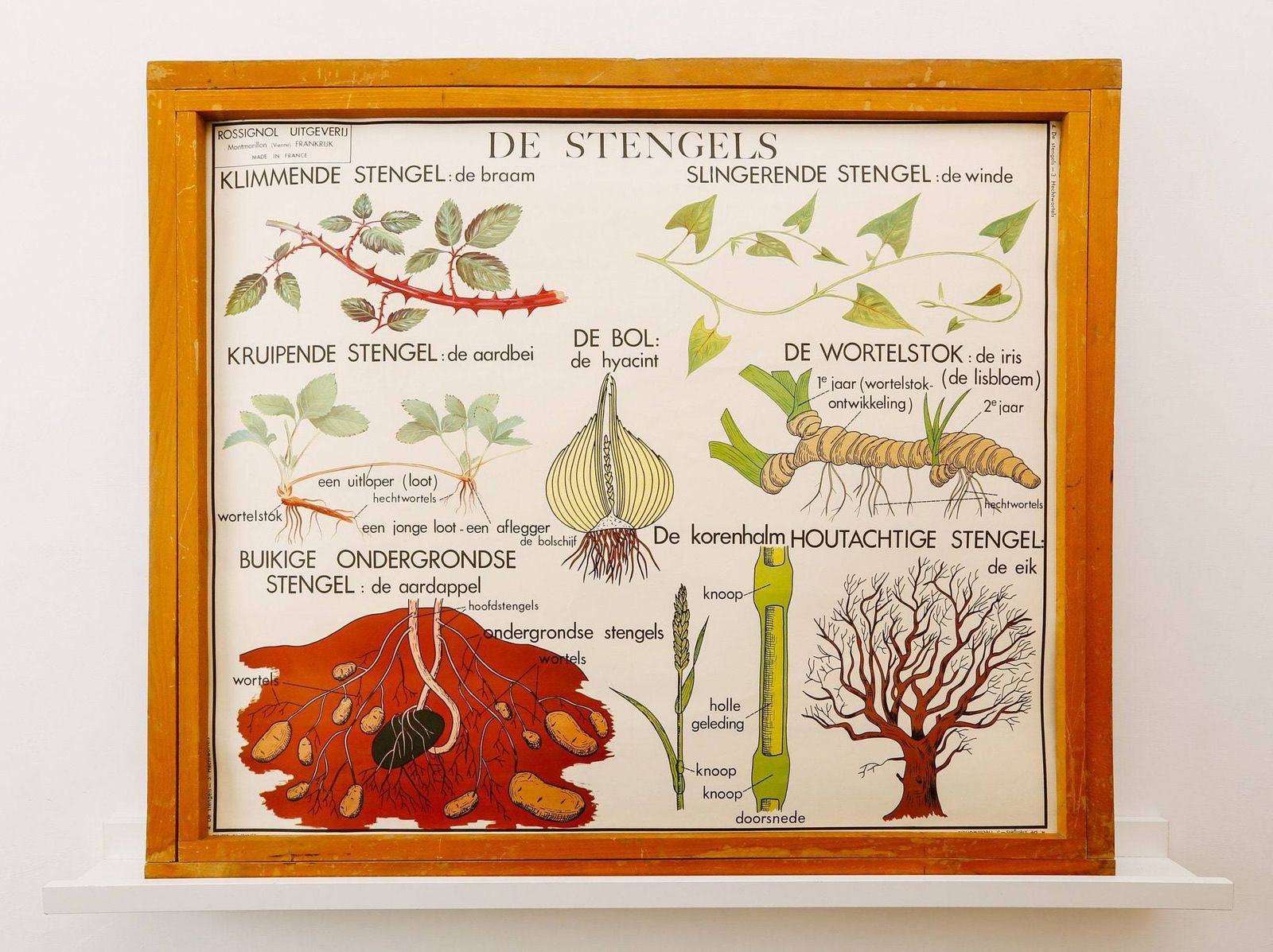 Original Double Sided Botanical Vintage Mid Century Flemish School Wall Chart Plant Stems Roots Botany Beautiful Rare Rossingnol