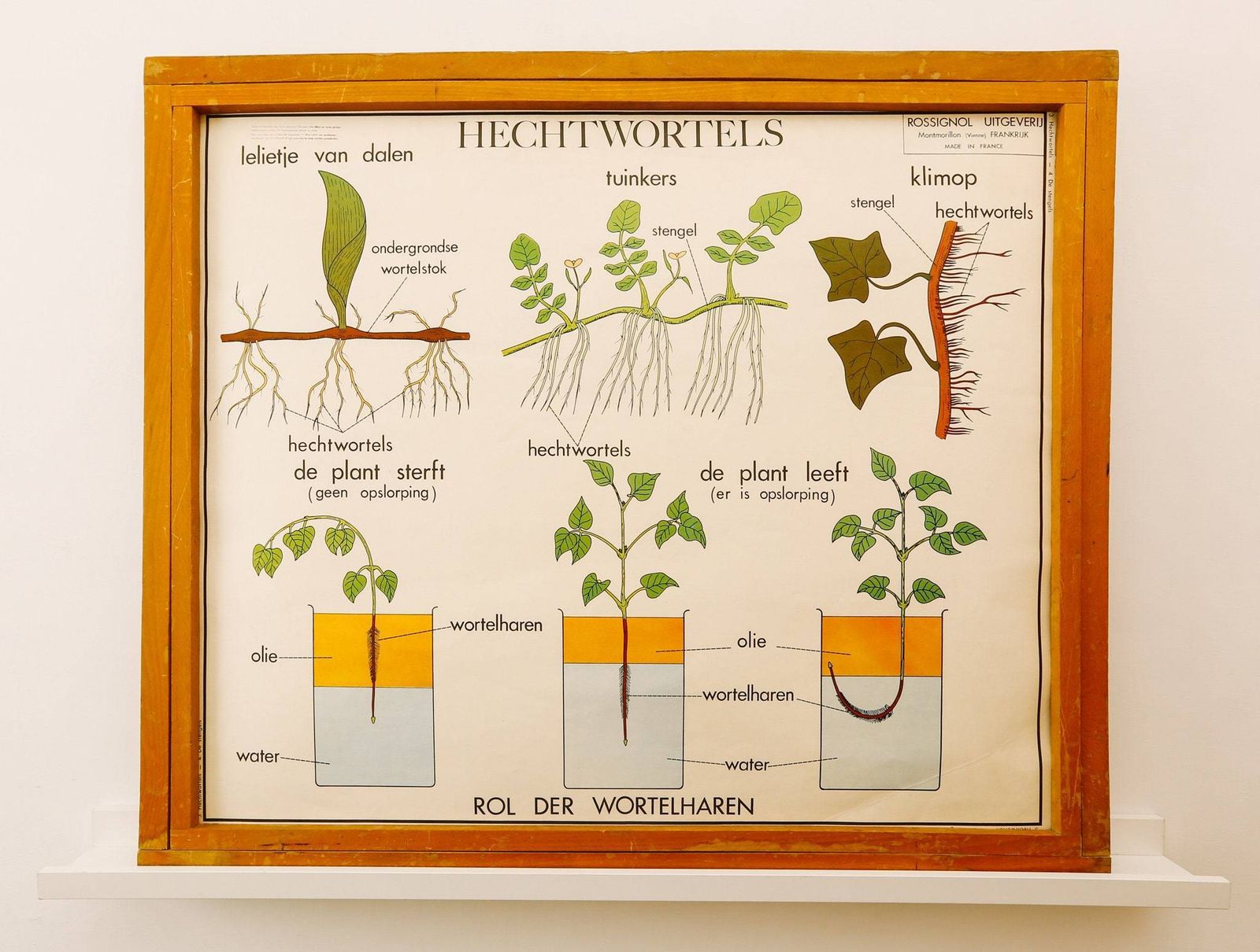 Original Double Sided Botanical Vintage Mid Century Flemish School Wall Chart Plant Stems Roots Botany Beautiful Rare Rossingnol photo Art