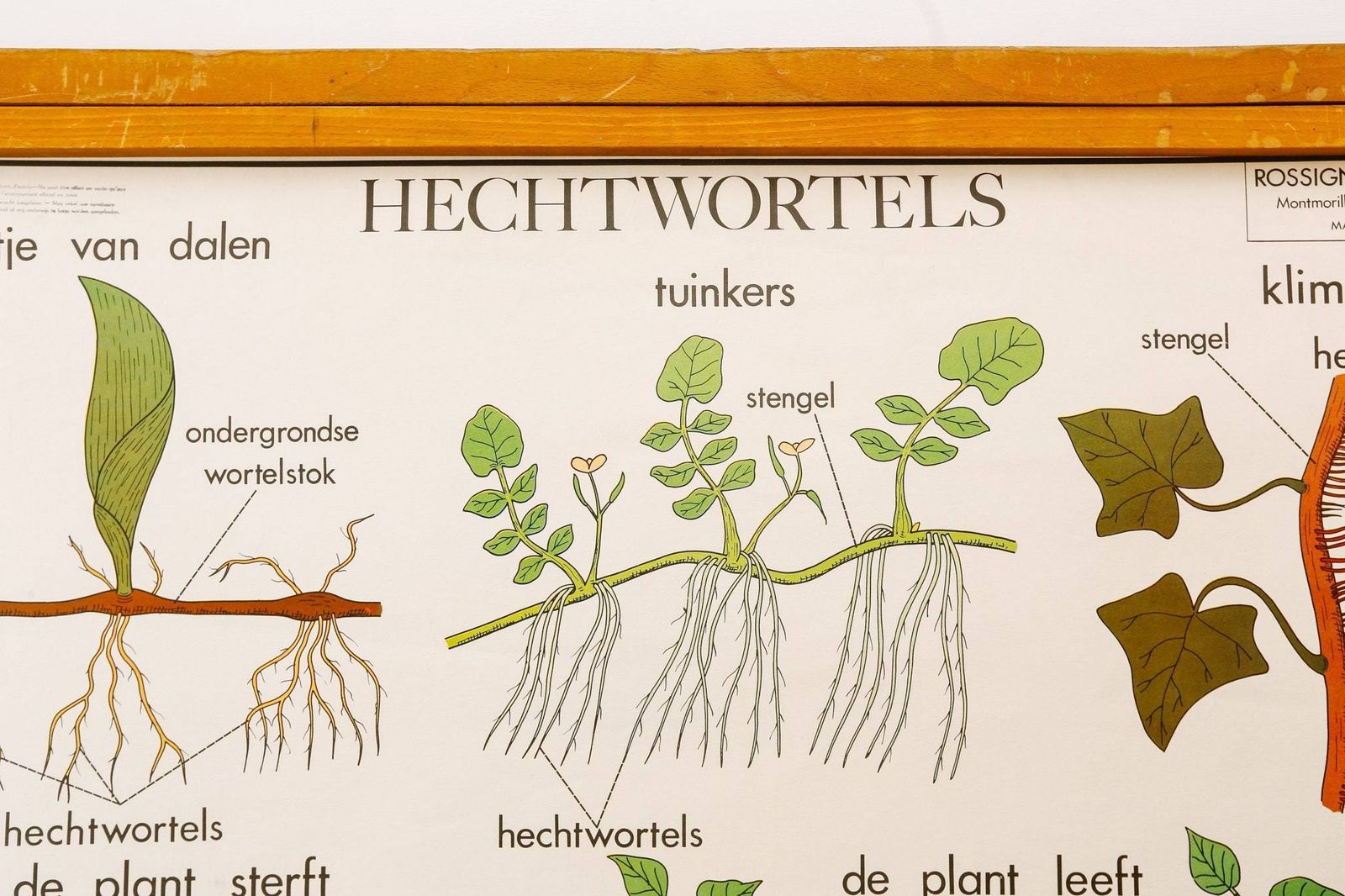 Original Double Sided Botanical Vintage Mid Century Flemish School Wall Chart Plant Stems Roots Botany Beautiful Rare Rossingnol photo vinterior