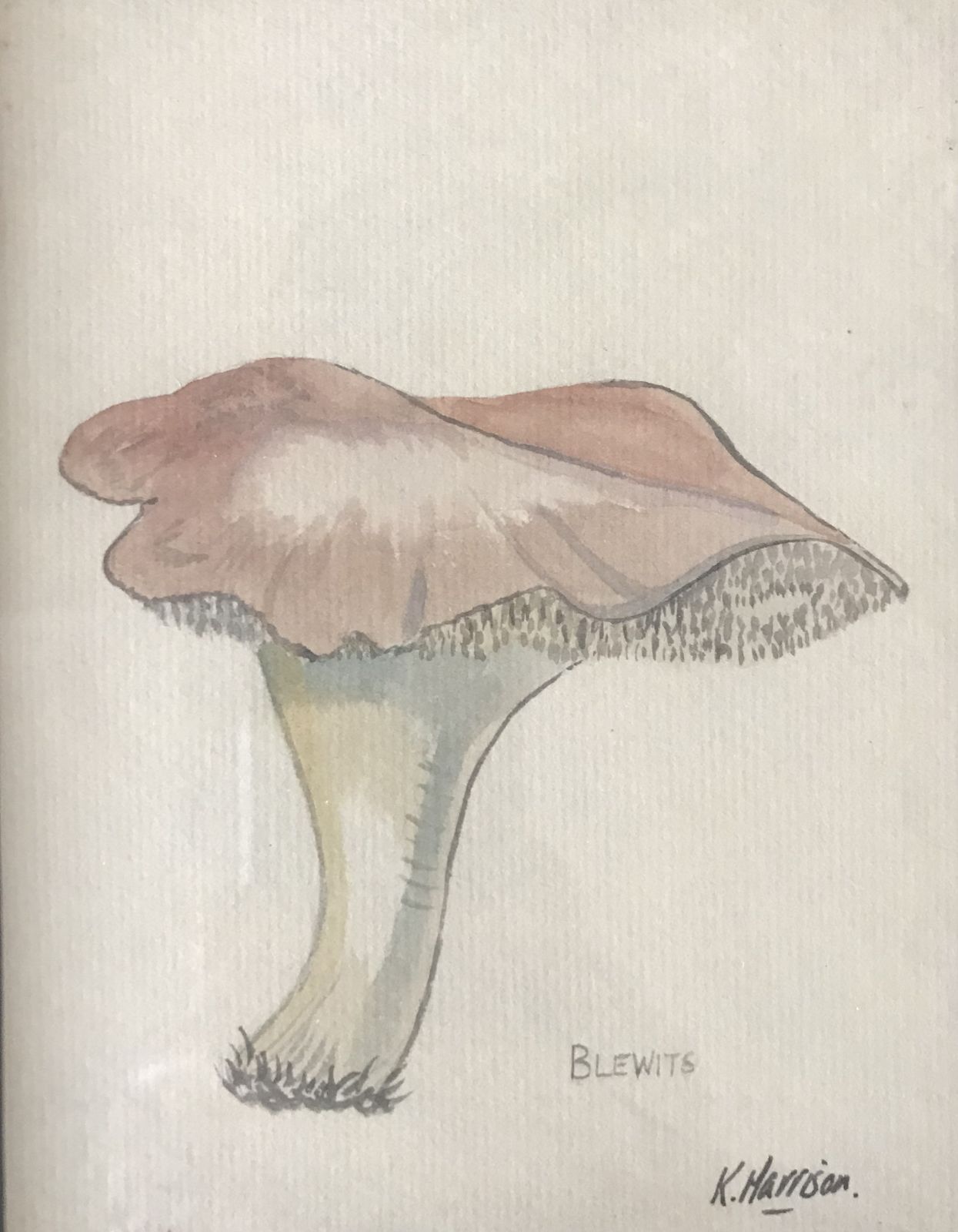 Mid Century Original Watercolor Botanical Study Of Mushrooms Pair Of Paintings photo Art