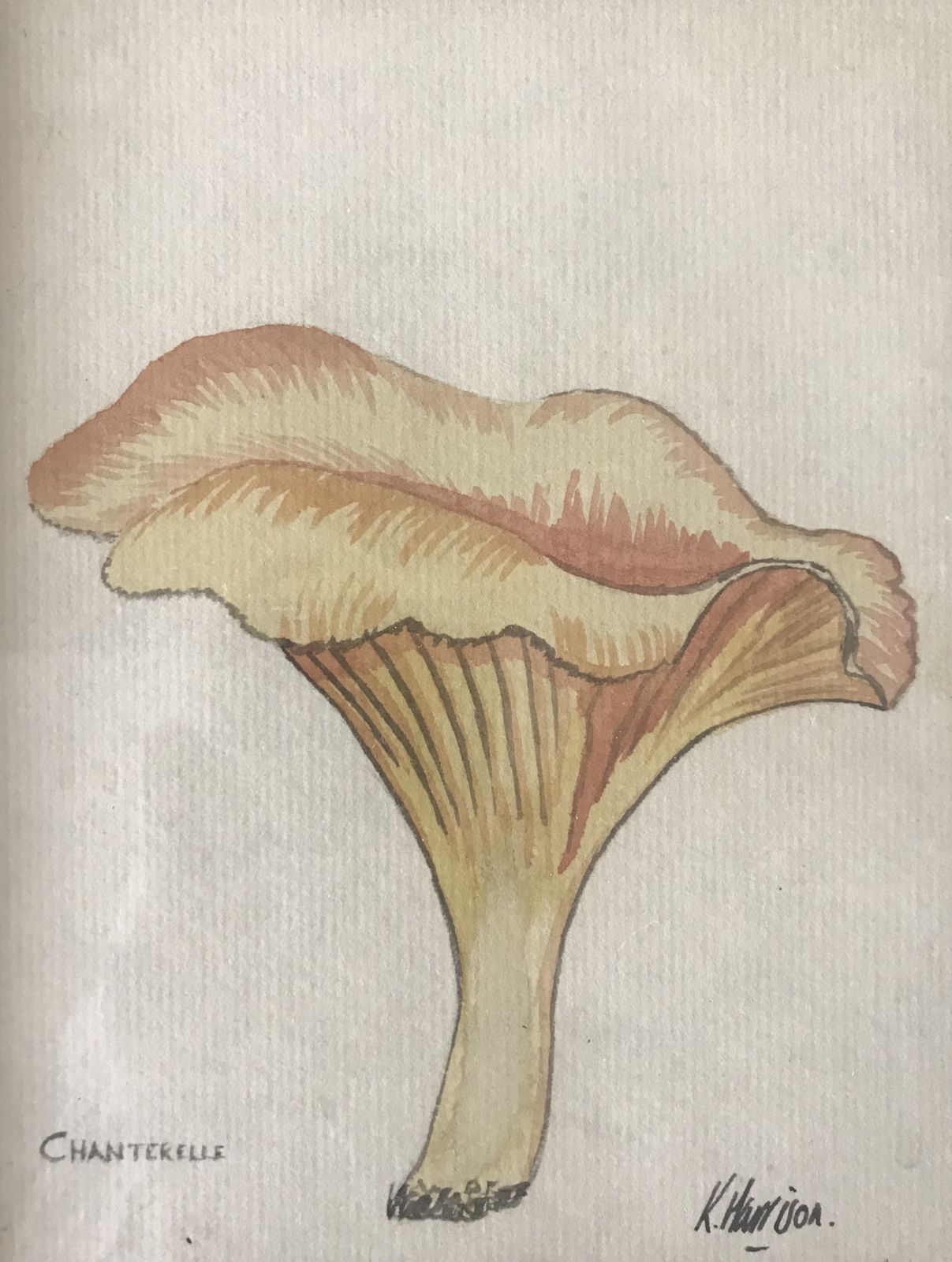 Mid Century Original Watercolor Botanical Study Of Mushrooms Pair Of Paintings photo vinterior