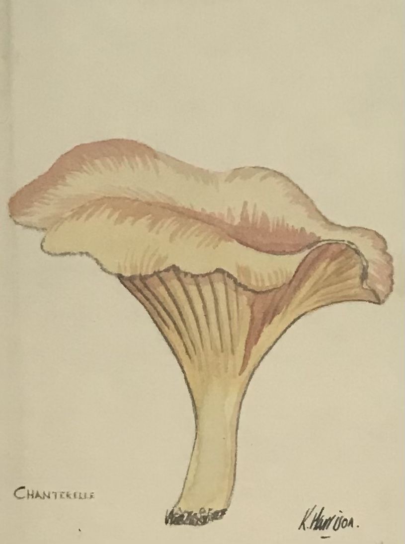 photo for sale Mid Century Original Watercolor Botanical Study Of Mushrooms Pair Of Paintings