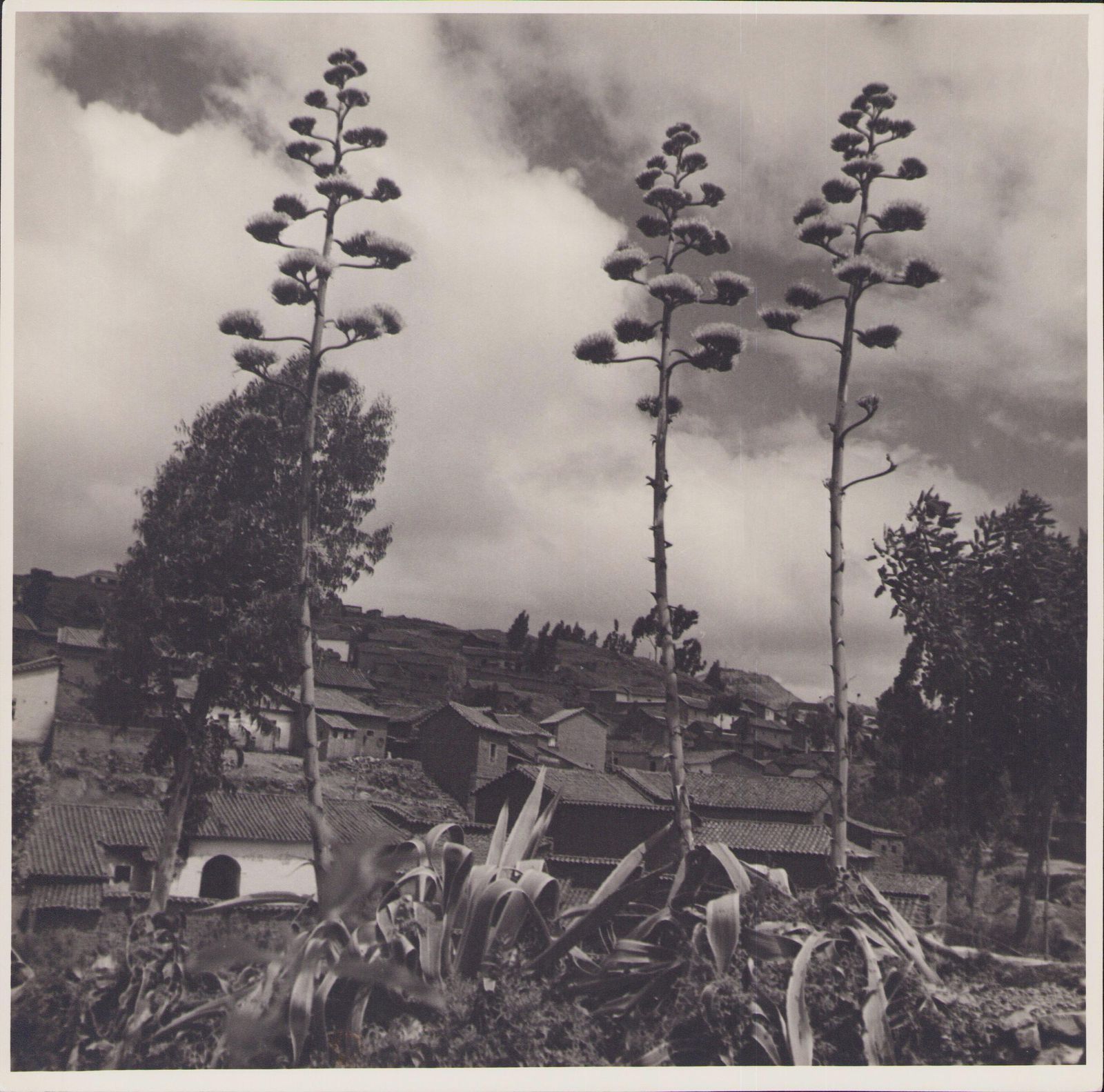 Hanna Seidel Bolivia, Plants, Black And White Photography, 1960s,