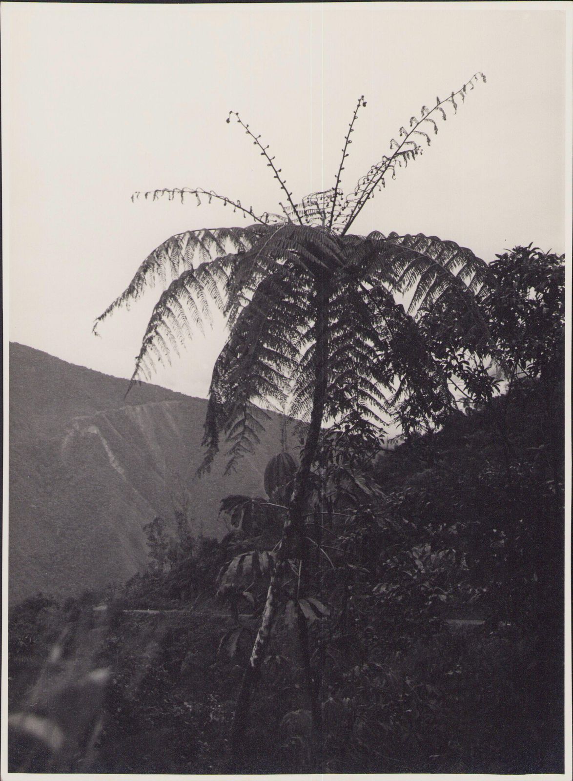 Hanna Seidel Bolivia, Palm Tree, Black And White Photography, 1960s