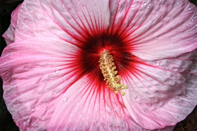 "Sex Flower" By Stuart Möller