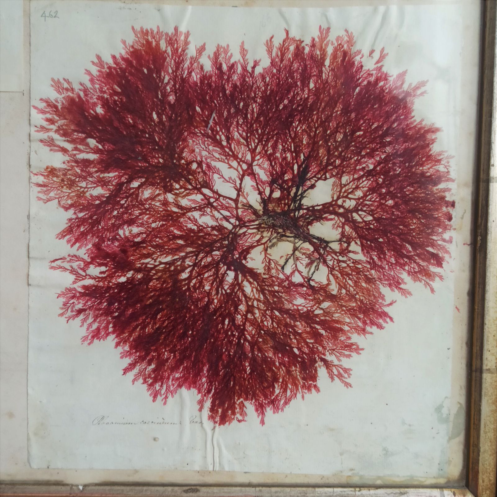 Amazing Sea Herbarium   Collection Of Pressed Coastal Seaweeds In Original Frame photo Art