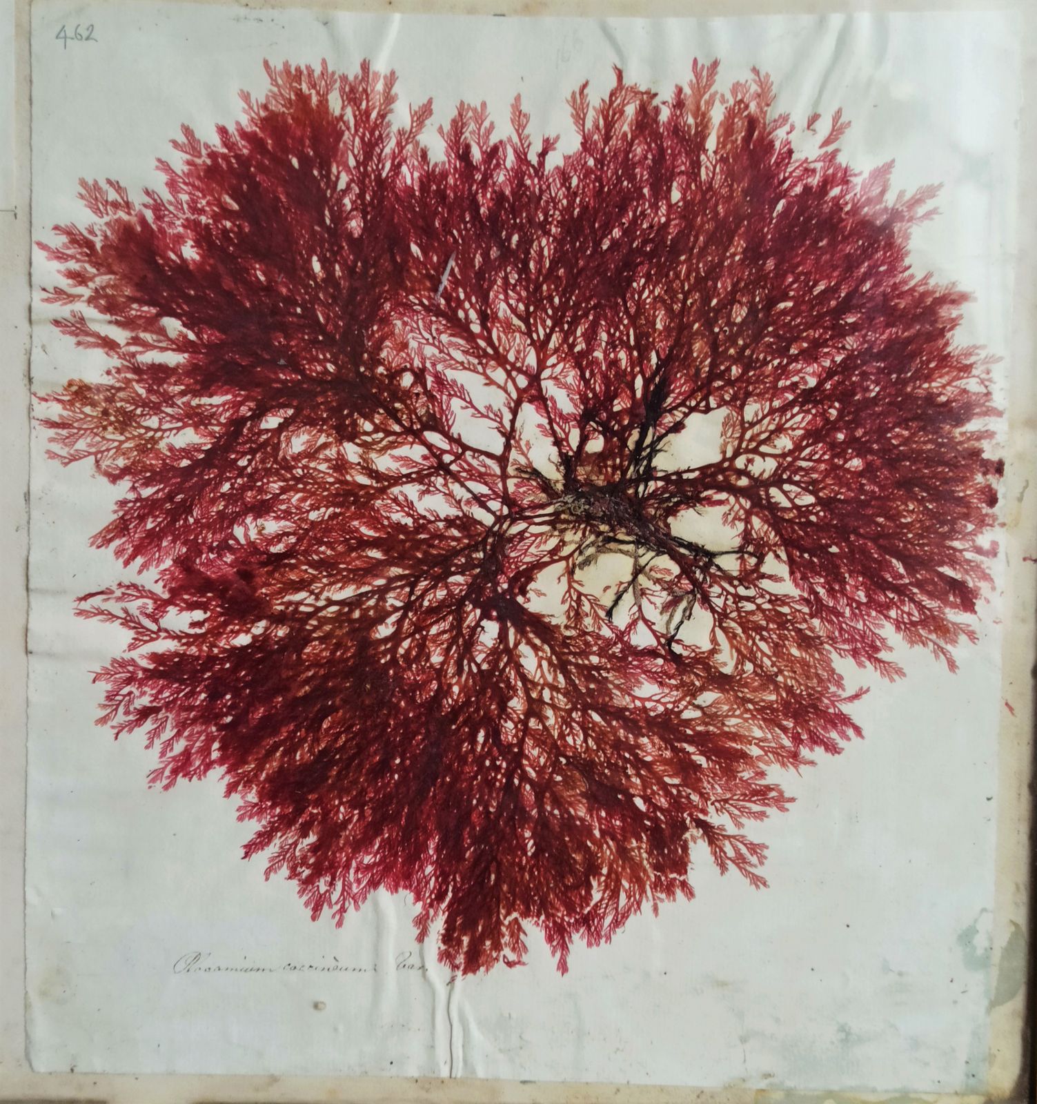 Amazing Sea Herbarium   Collection Of Pressed Coastal Seaweeds In Original Frame photo buy