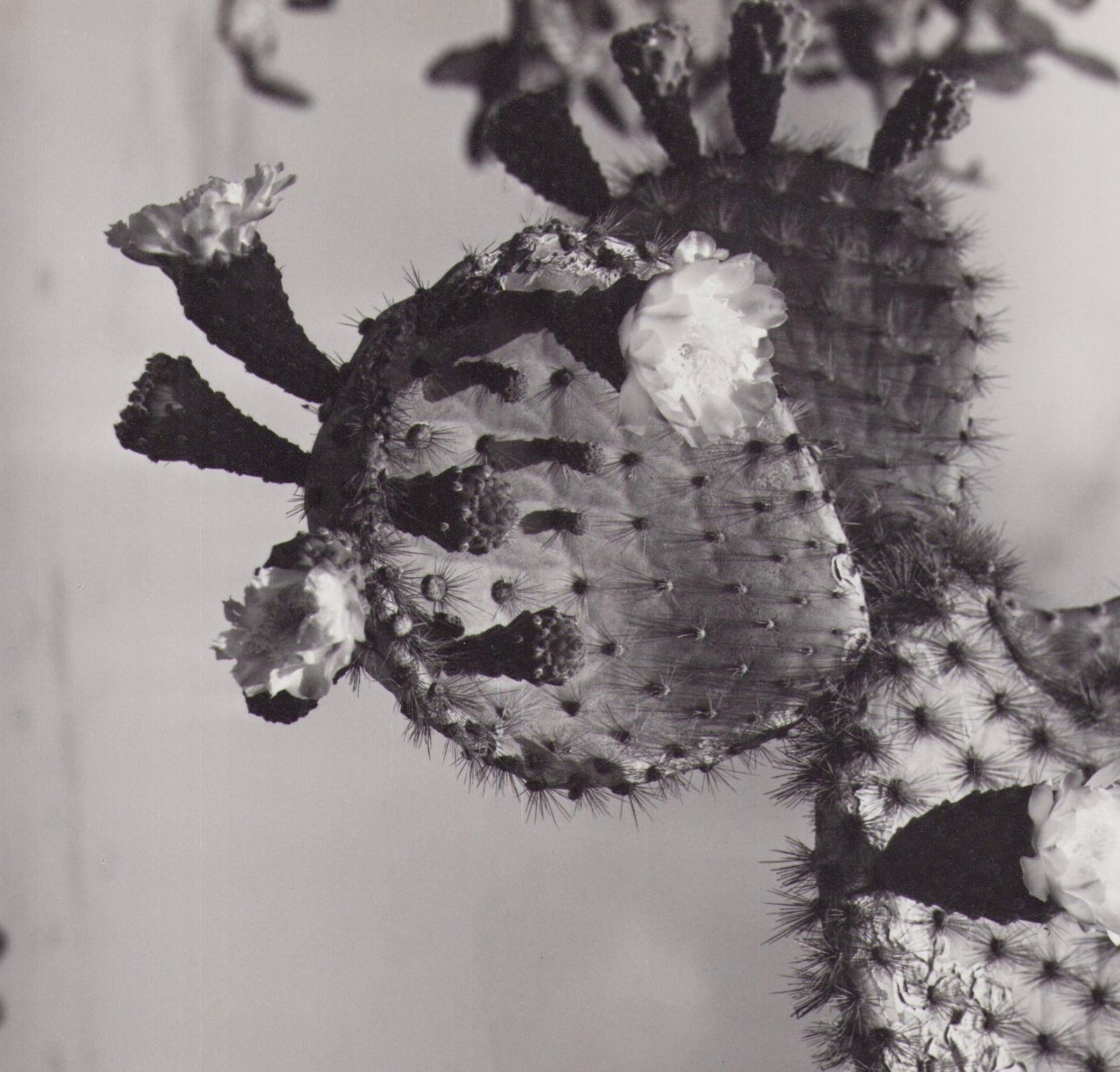 Hanna Seidel Galápagos, Cactus Blossom, Black And White Photography, 1960s photo furniture