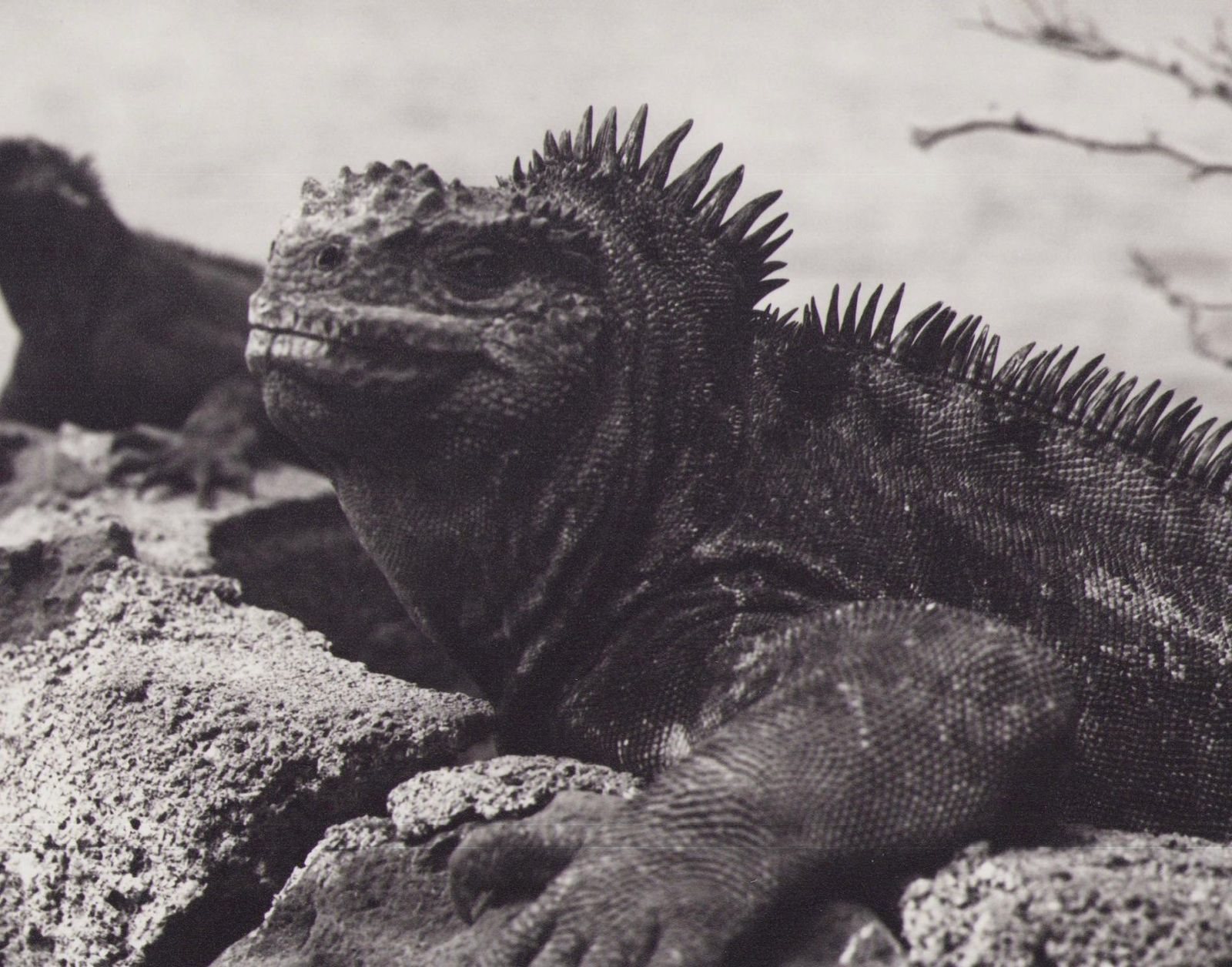 Hanna Seidel Galápagos, Iguana, Black And White Photography, 1960s photo furniture