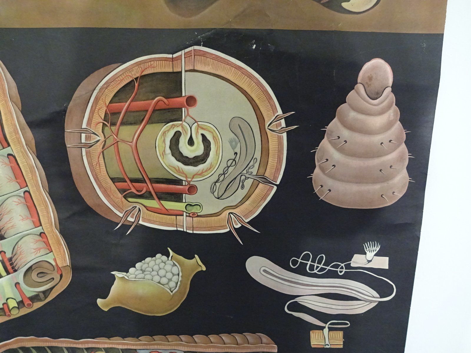 photo furniture Austrian Educational Charts From Jung, Koch & Quentell, 1960s, Set Of 4