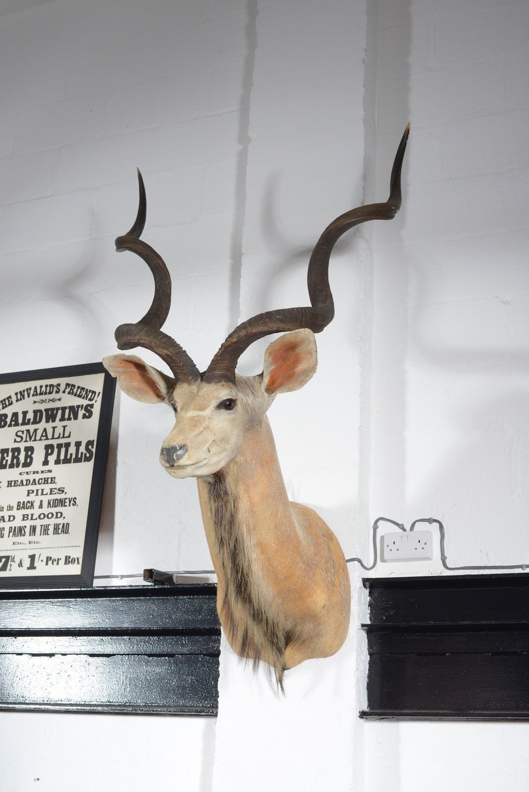 A Taxidermy Greater Kudu Head   C.1990 photo 780.0