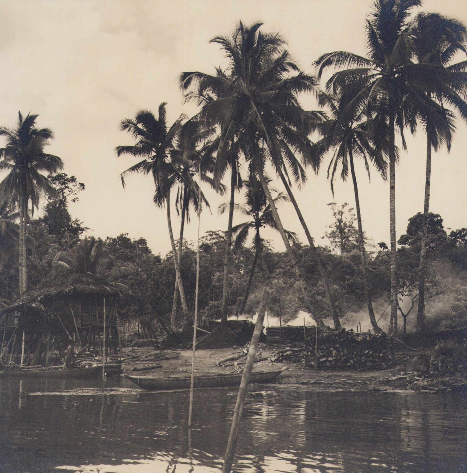 Hanna Seidel Colombia, Palm Trees, Black And White Photograph, 1960s,  Circa 1960s