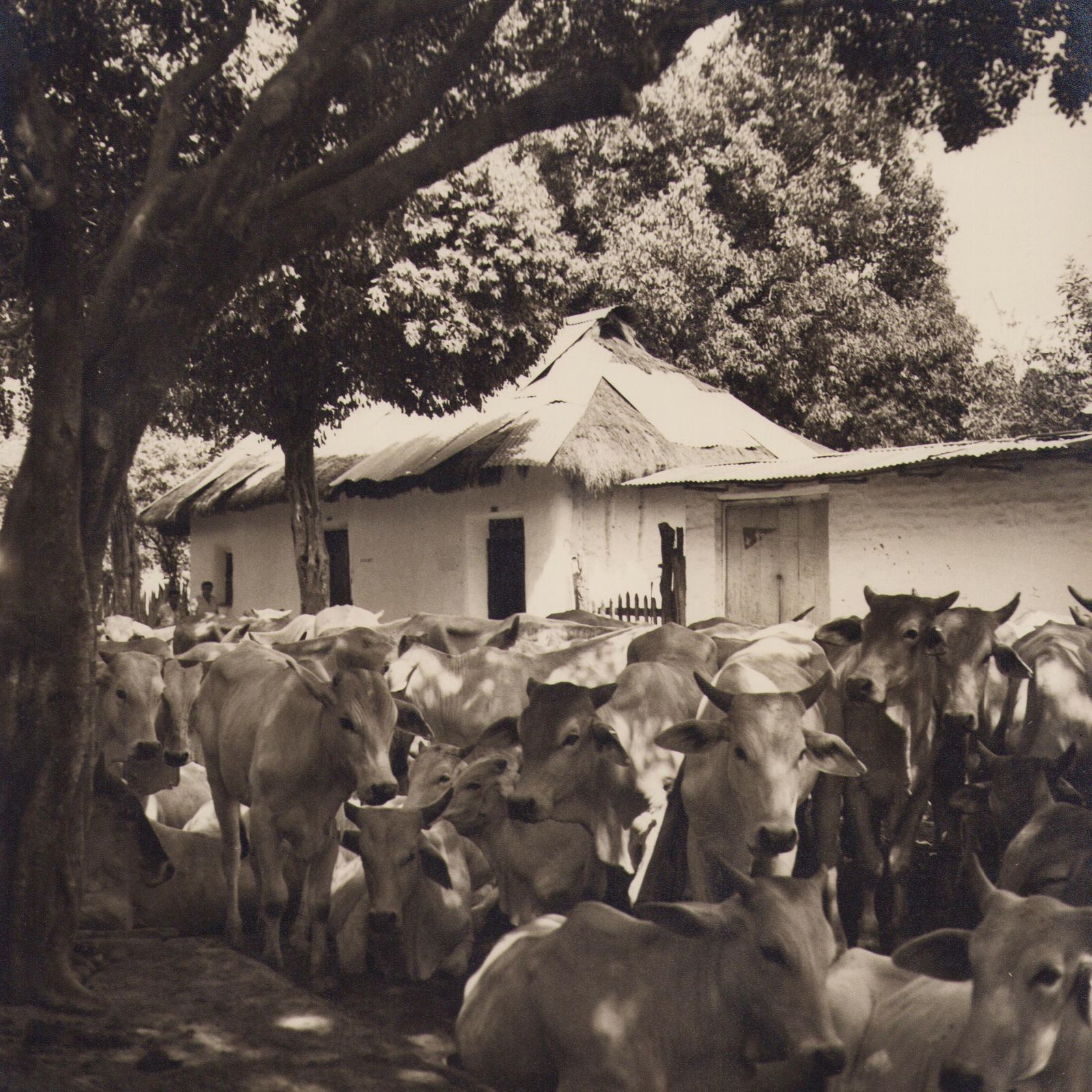 Hanna Seidel Colombia, Cows, Black And White Photograph, 1960s,  Circa 1960s