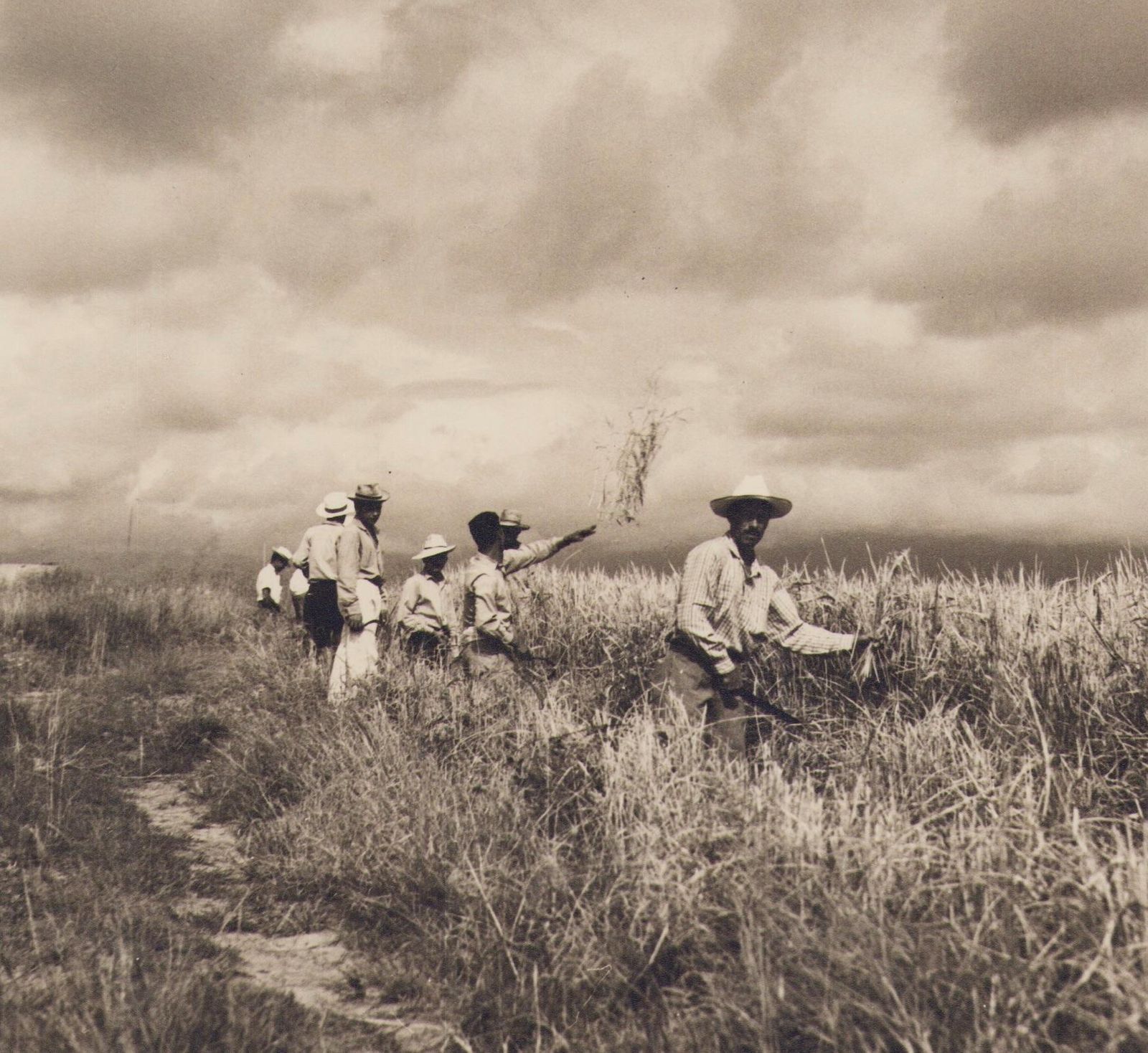 Hanna Seidel Colombia, Rice, Harvest, Black And White Photograph, 1960s. photo furniture